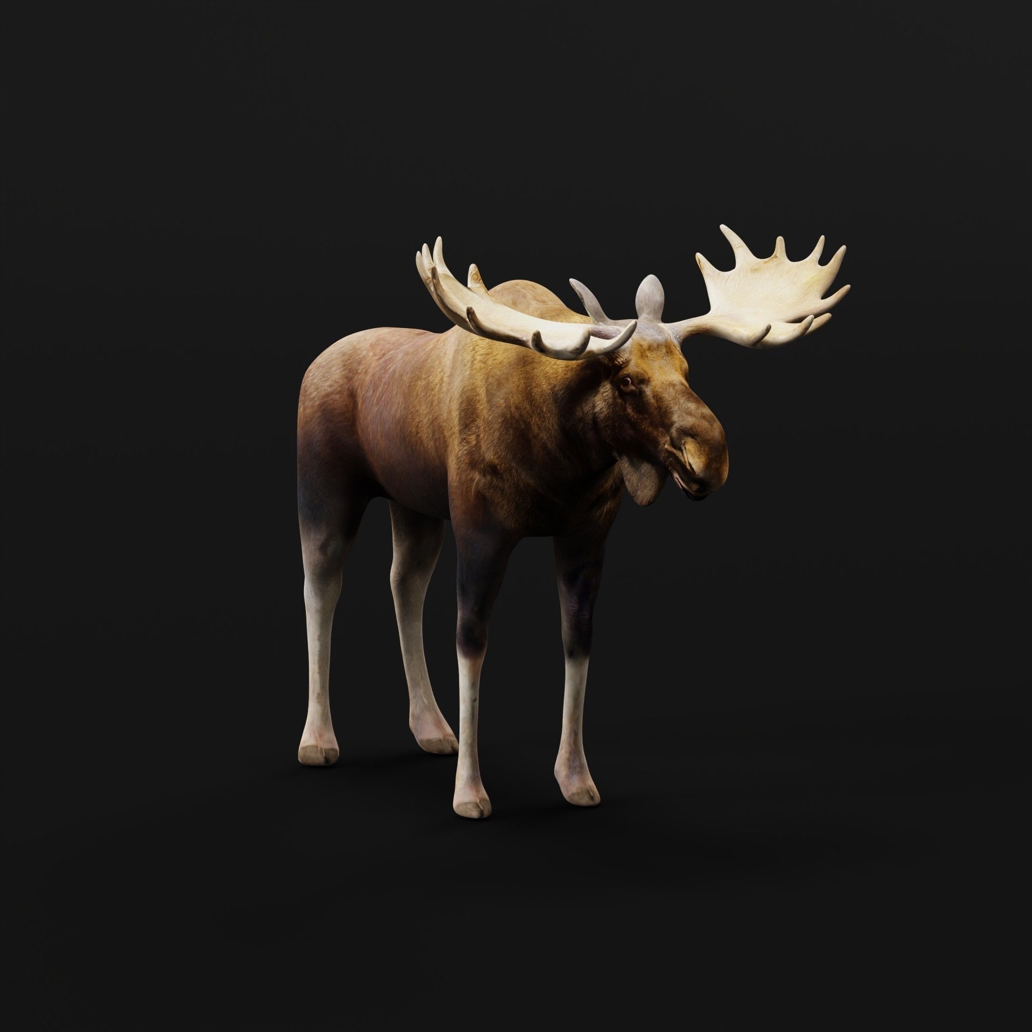 Eurasian Elk Moose 3D Model – Low Poly Game Asset, FBX, PBR Textures - View 28