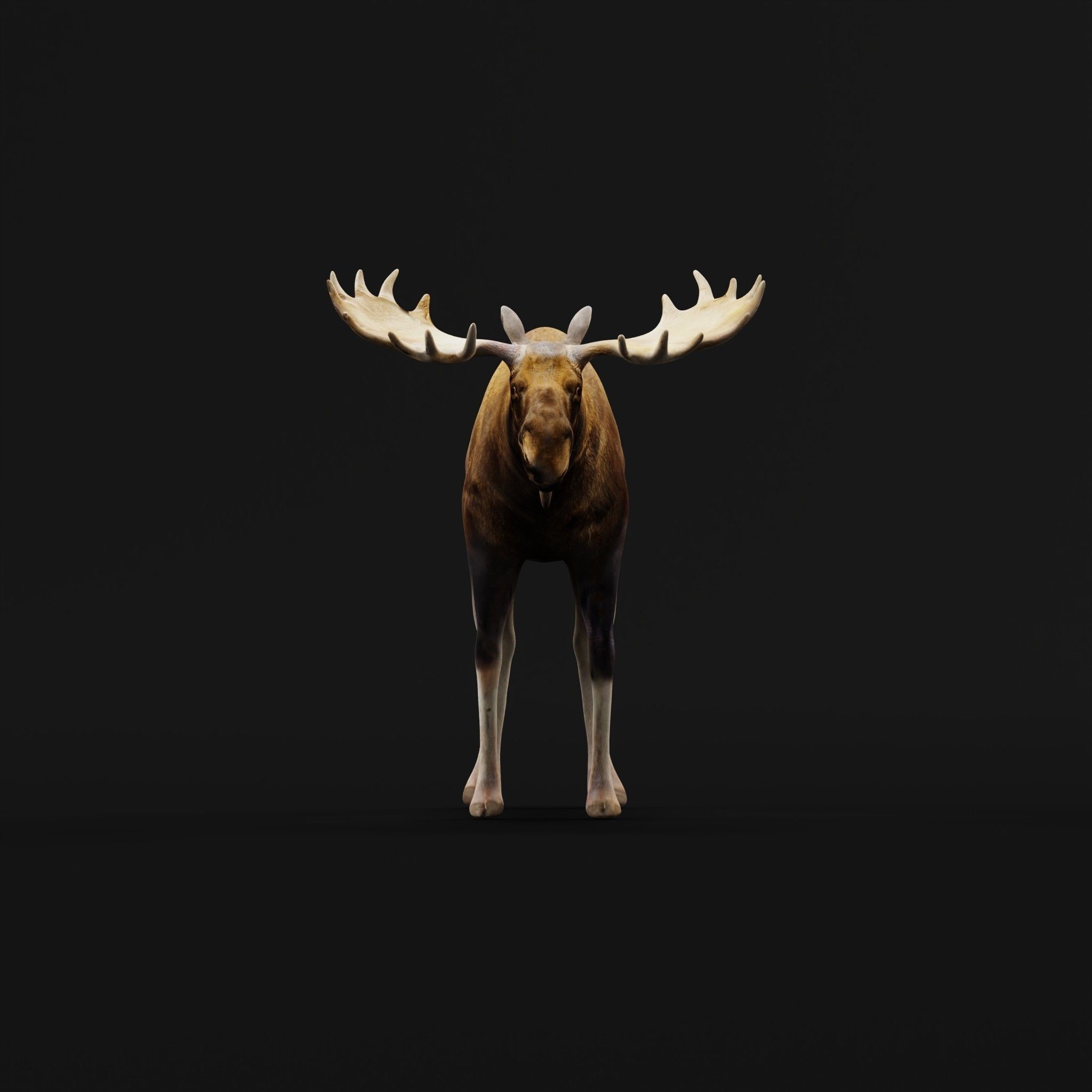 Eurasian Elk Moose 3D Model – Low Poly Game Asset, FBX, PBR Textures - View 29