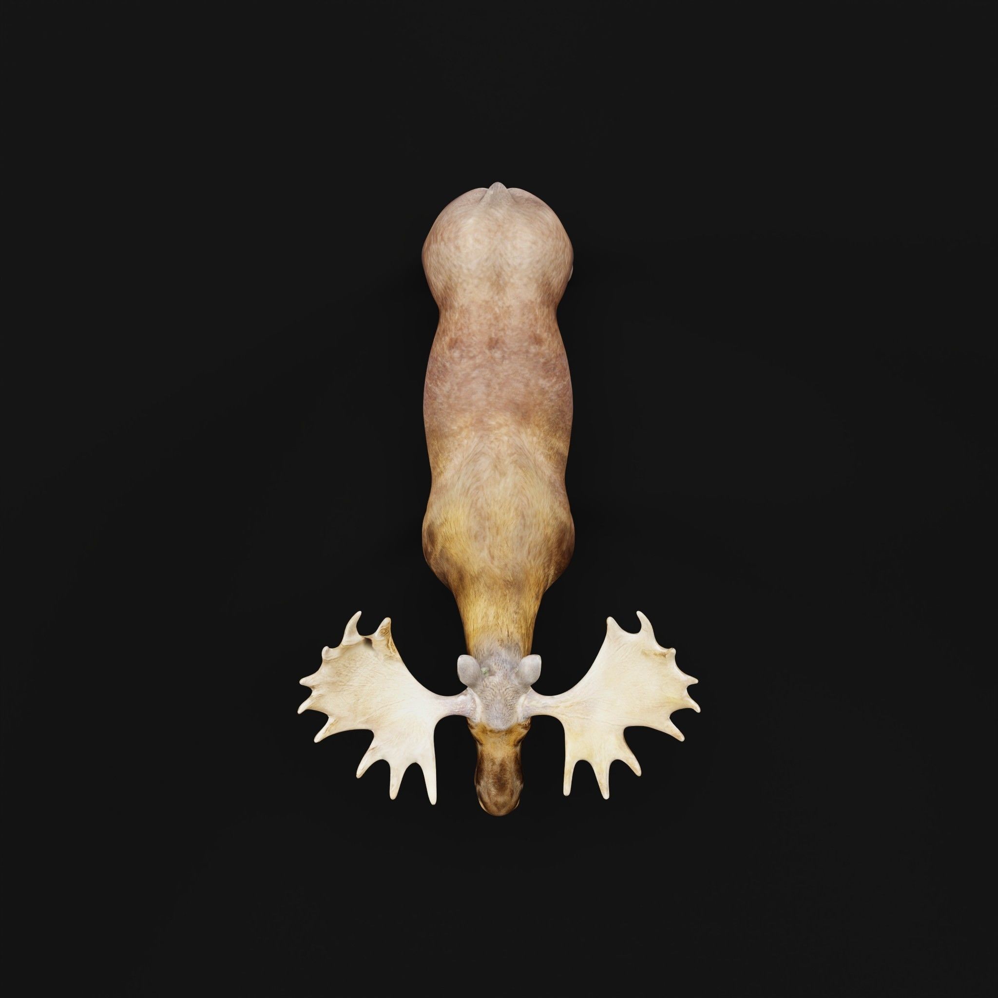 Eurasian Elk Moose 3D Model – Low Poly Game Asset, FBX, PBR Textures - View 4