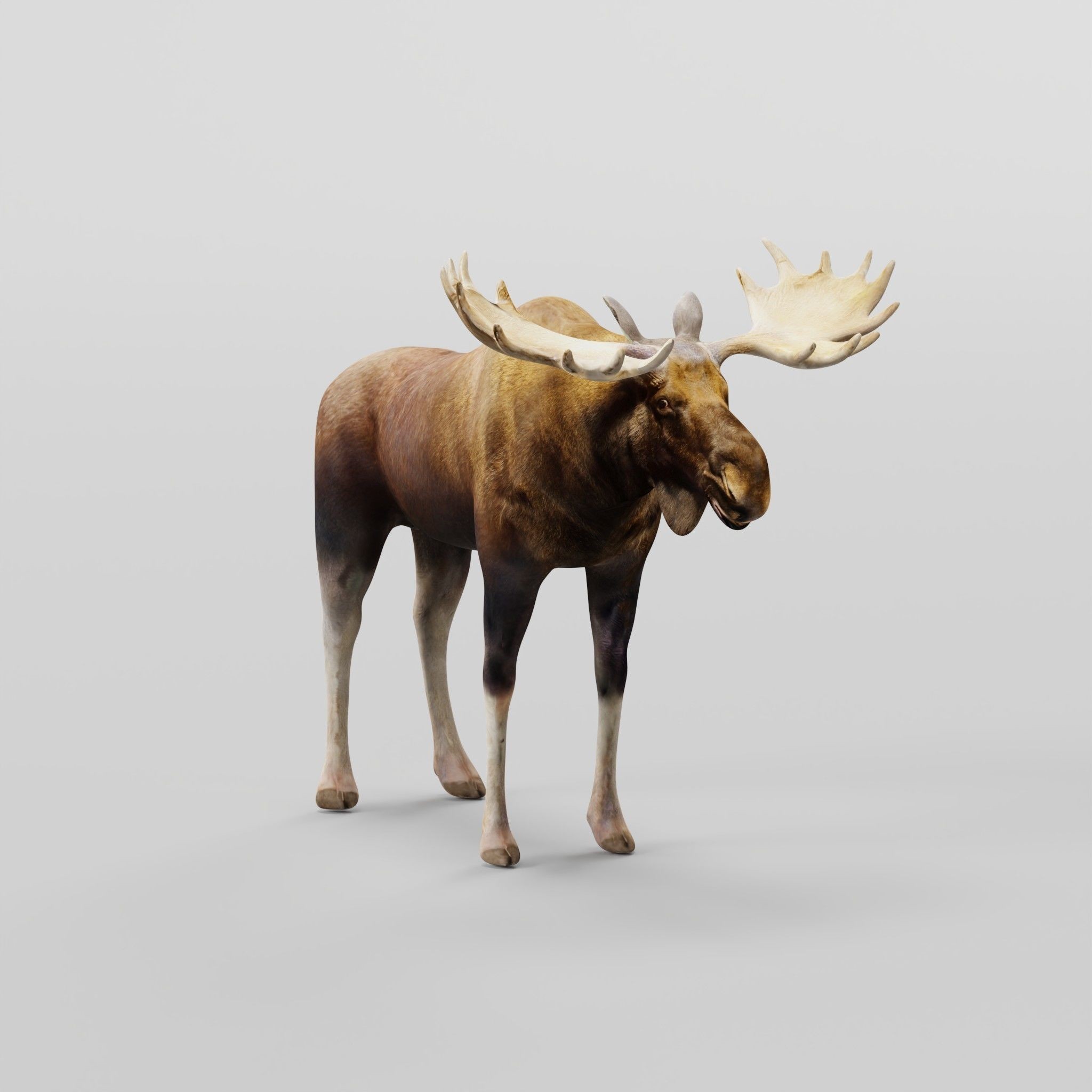 Eurasian Elk Moose 3D Model – Low Poly Game Asset, FBX, PBR Textures - View 5