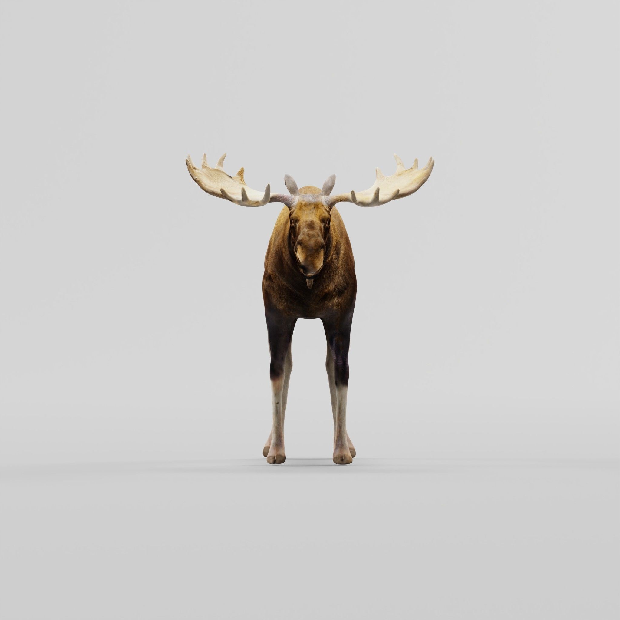 Eurasian Elk Moose 3D Model – Low Poly Game Asset, FBX, PBR Textures - View 6