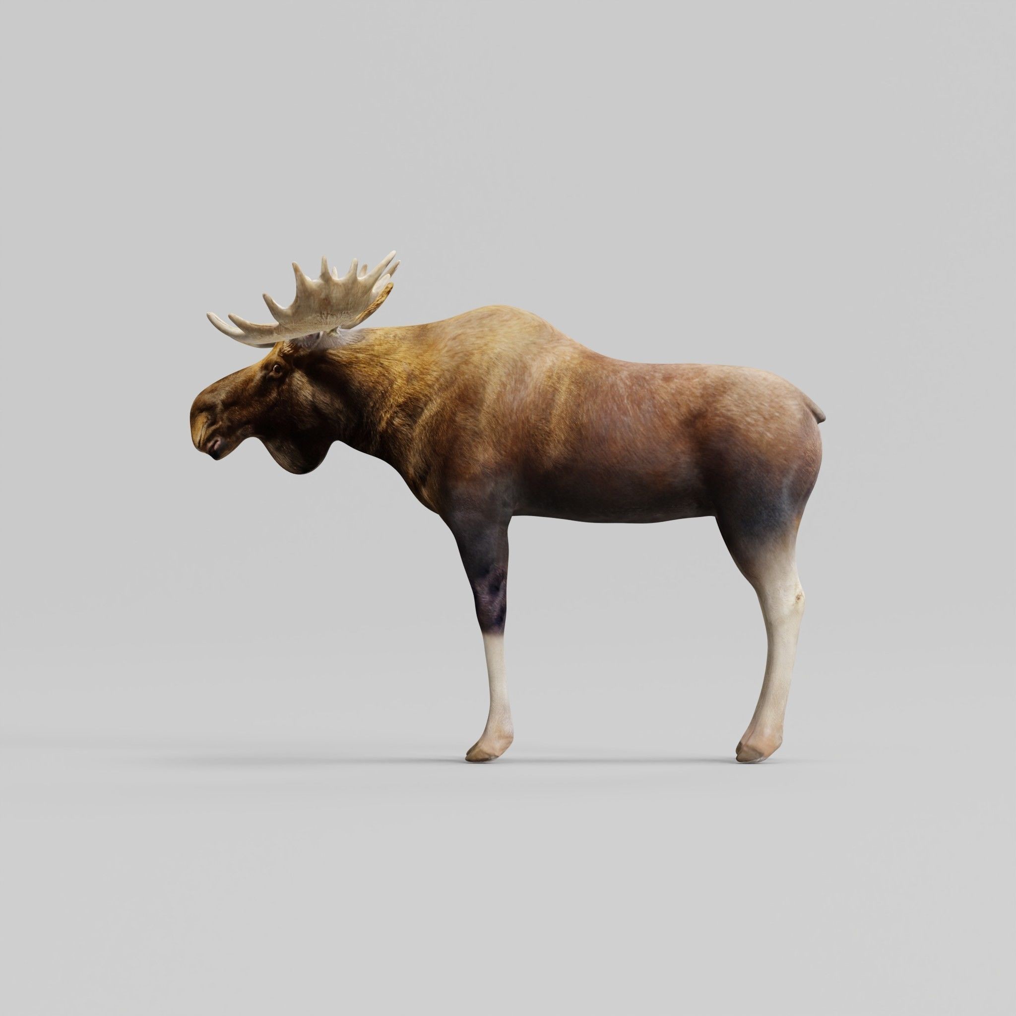 Eurasian Elk Moose 3D Model – Low Poly Game Asset, FBX, PBR Textures - View 7