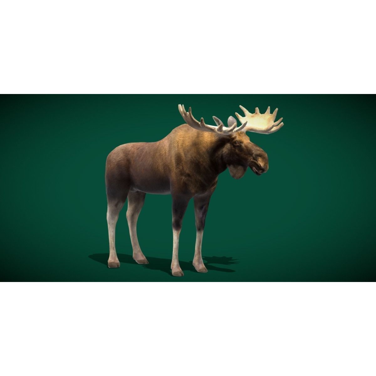Eurasian Elk Moose 3D Model – Low Poly Game Asset, FBX, PBR Textures - View 8