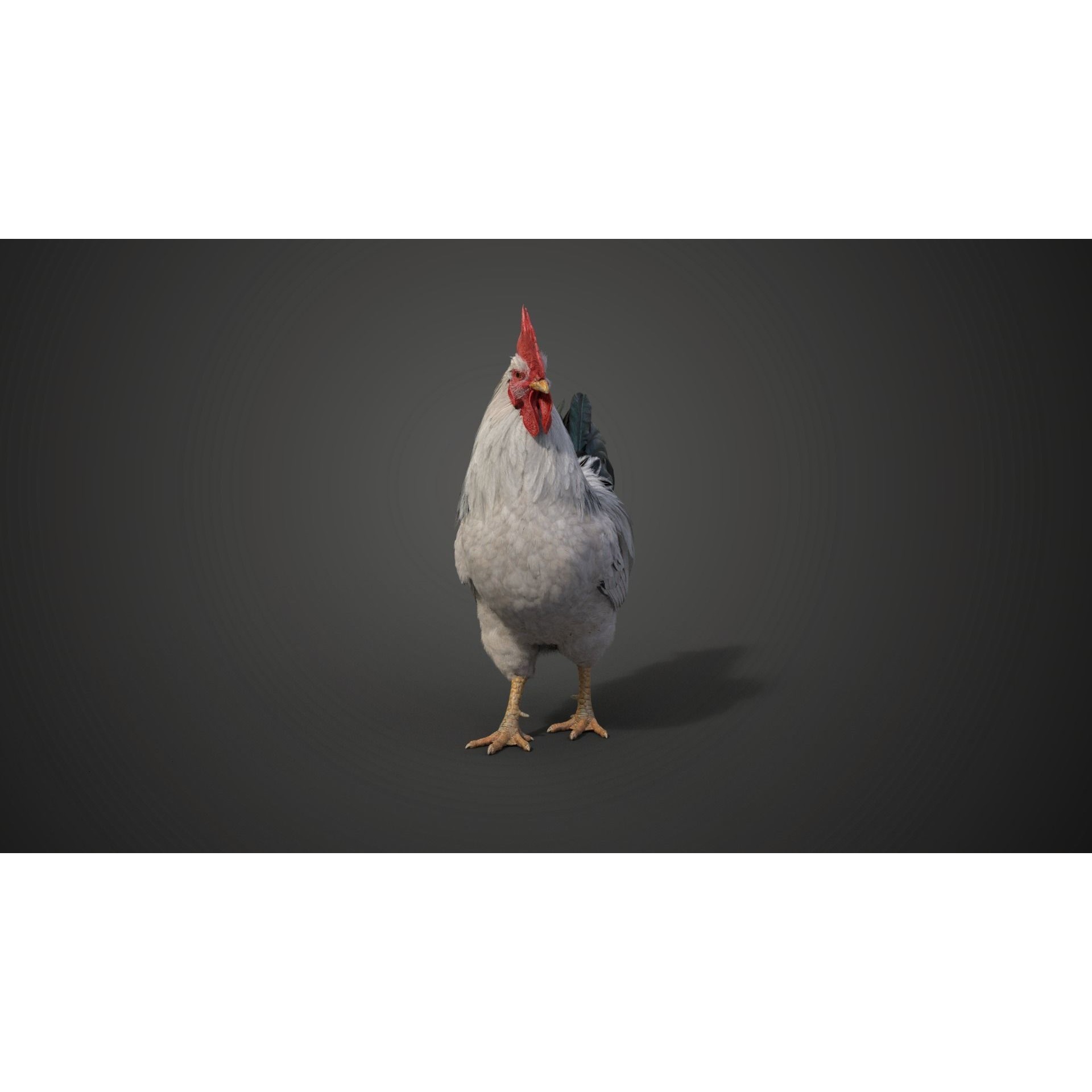 White Chicken 3D Model – Animated Rigged Bird Asset for Blender - View 10