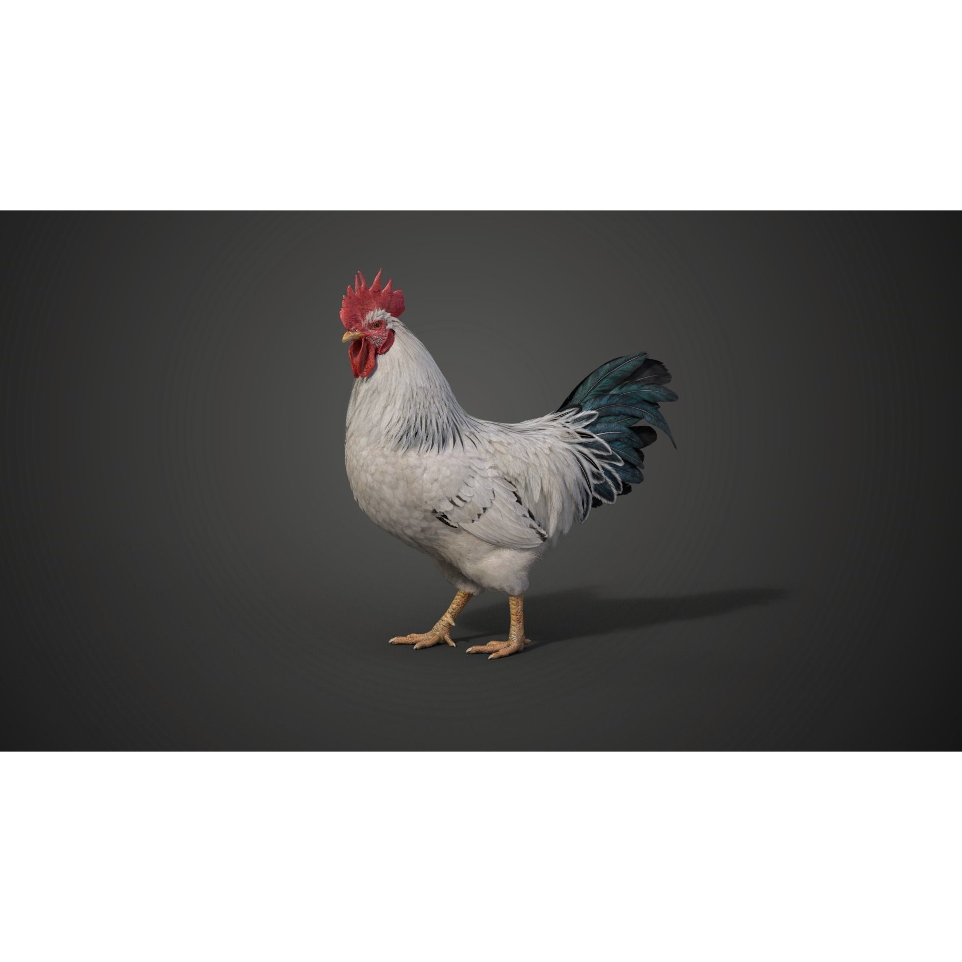 White Chicken 3D Model – Animated Rigged Bird Asset for Blender - View 11