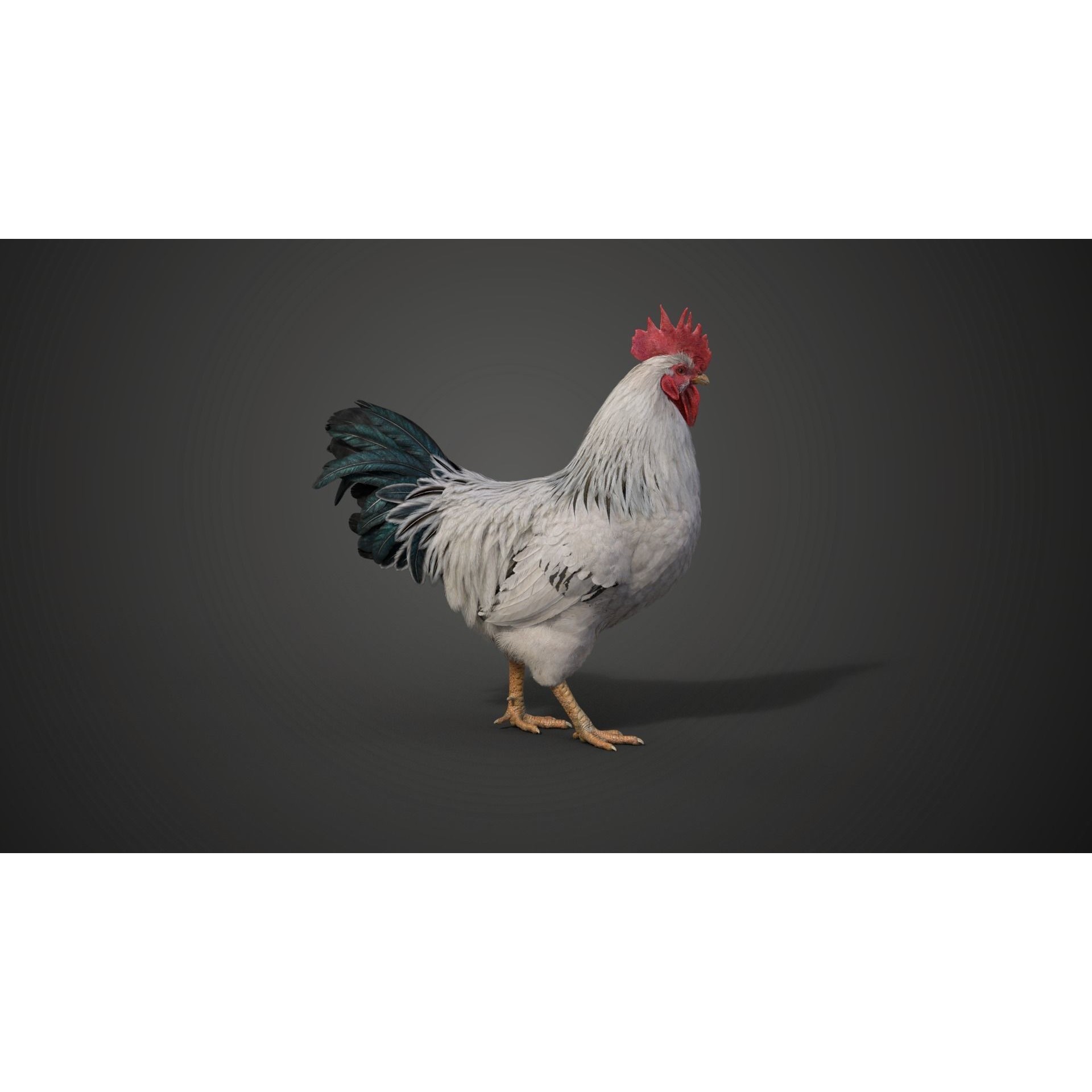 White Chicken 3D Model – Animated Rigged Bird Asset for Blender - View 12
