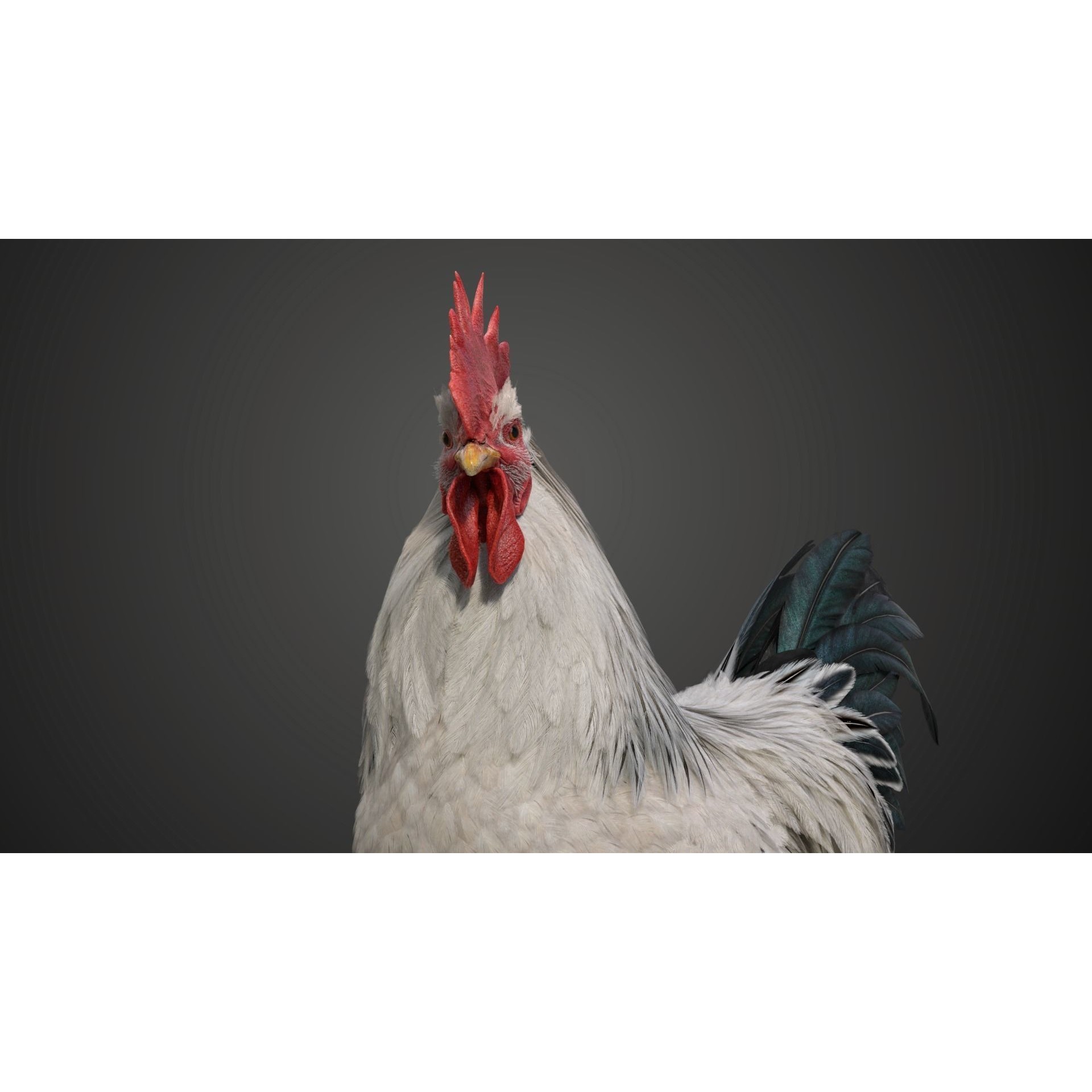 White Chicken 3D Model – Animated Rigged Bird Asset for Blender - View 13