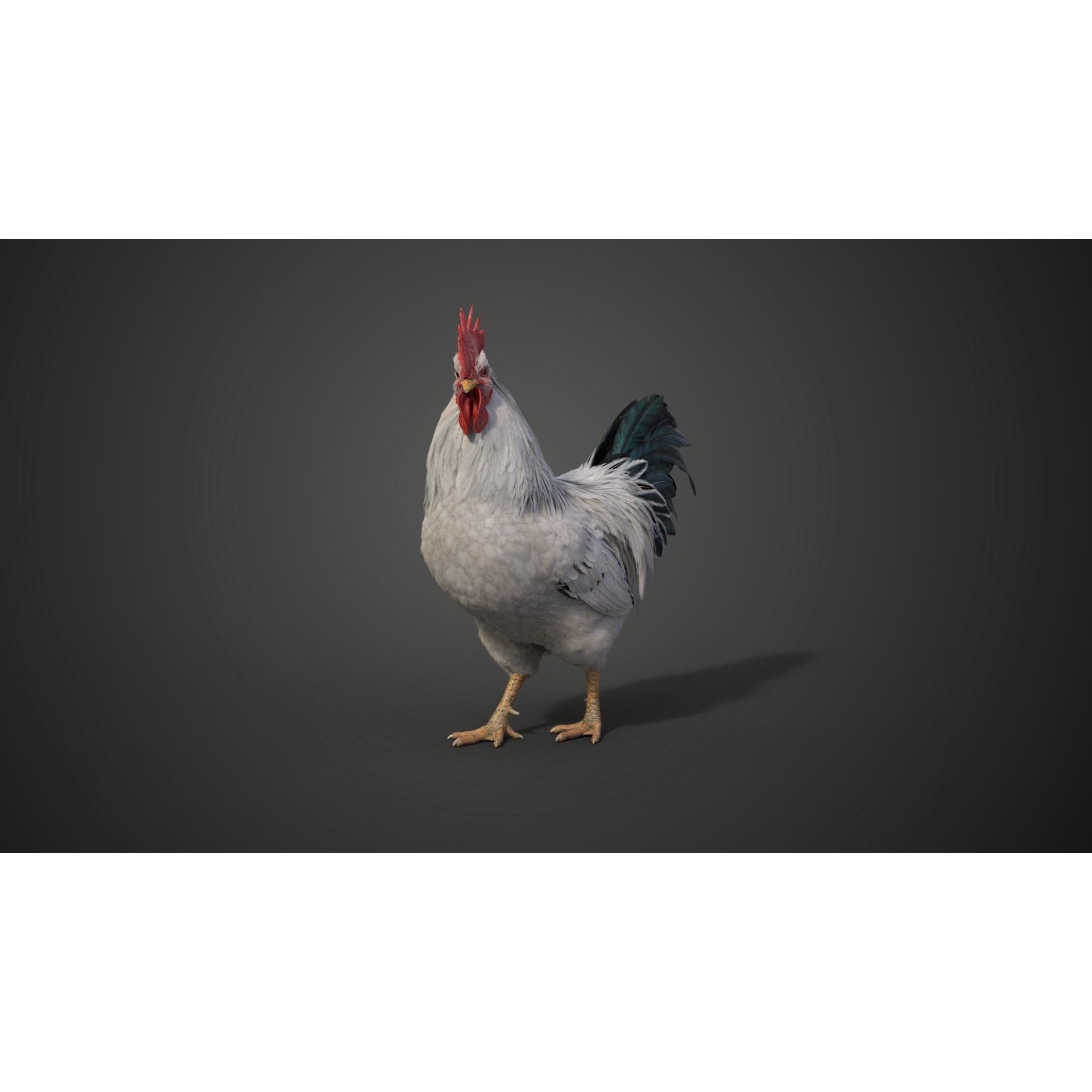 White Chicken 3D Model – Animated Rigged Bird Asset for Blender - View 14