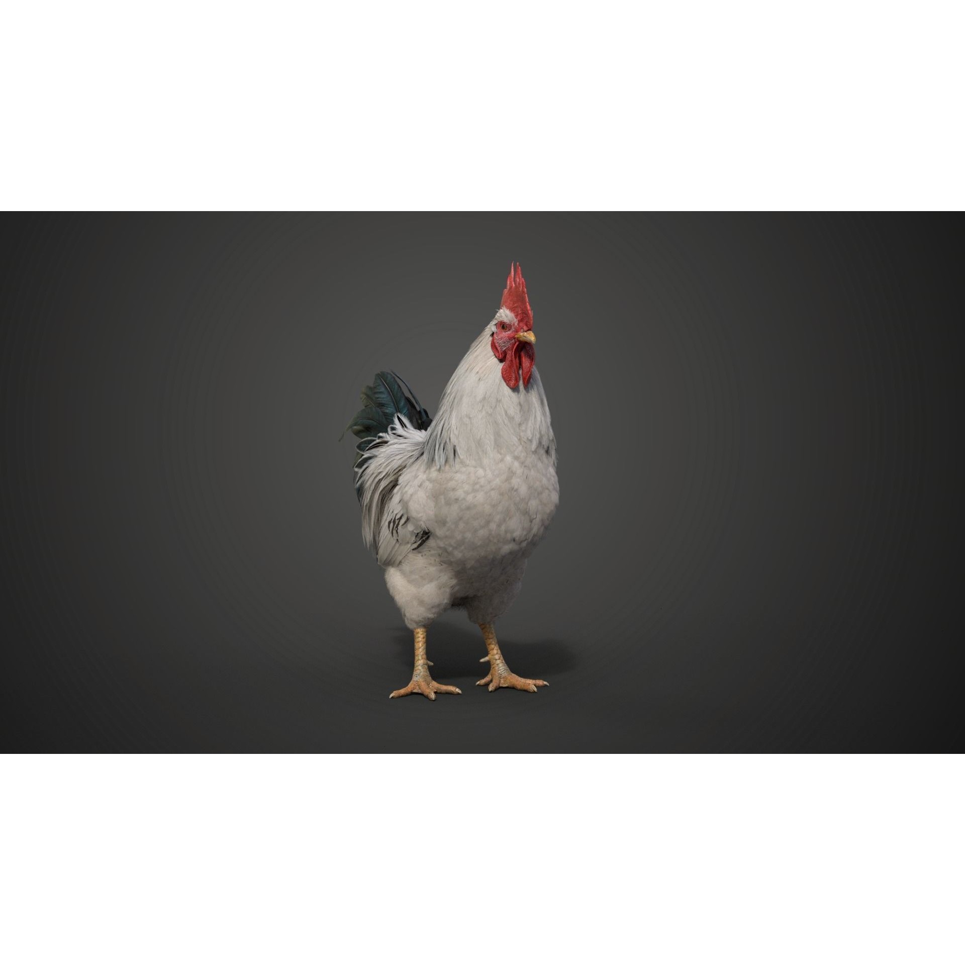 White Chicken 3D Model – Animated Rigged Bird Asset for Blender - View 15