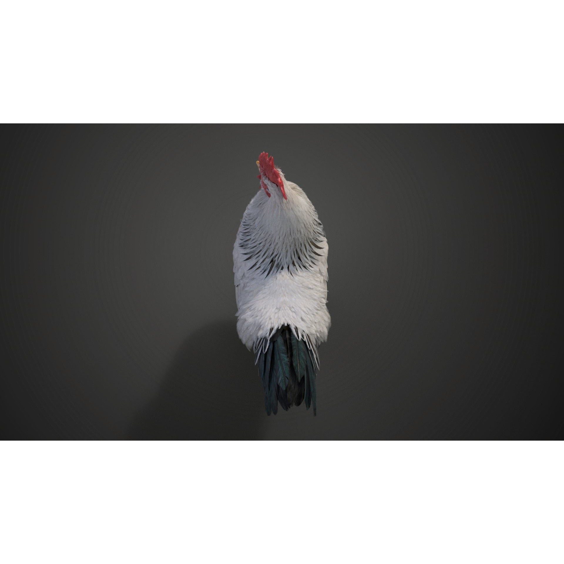 White Chicken 3D Model – Animated Rigged Bird Asset for Blender - View 16