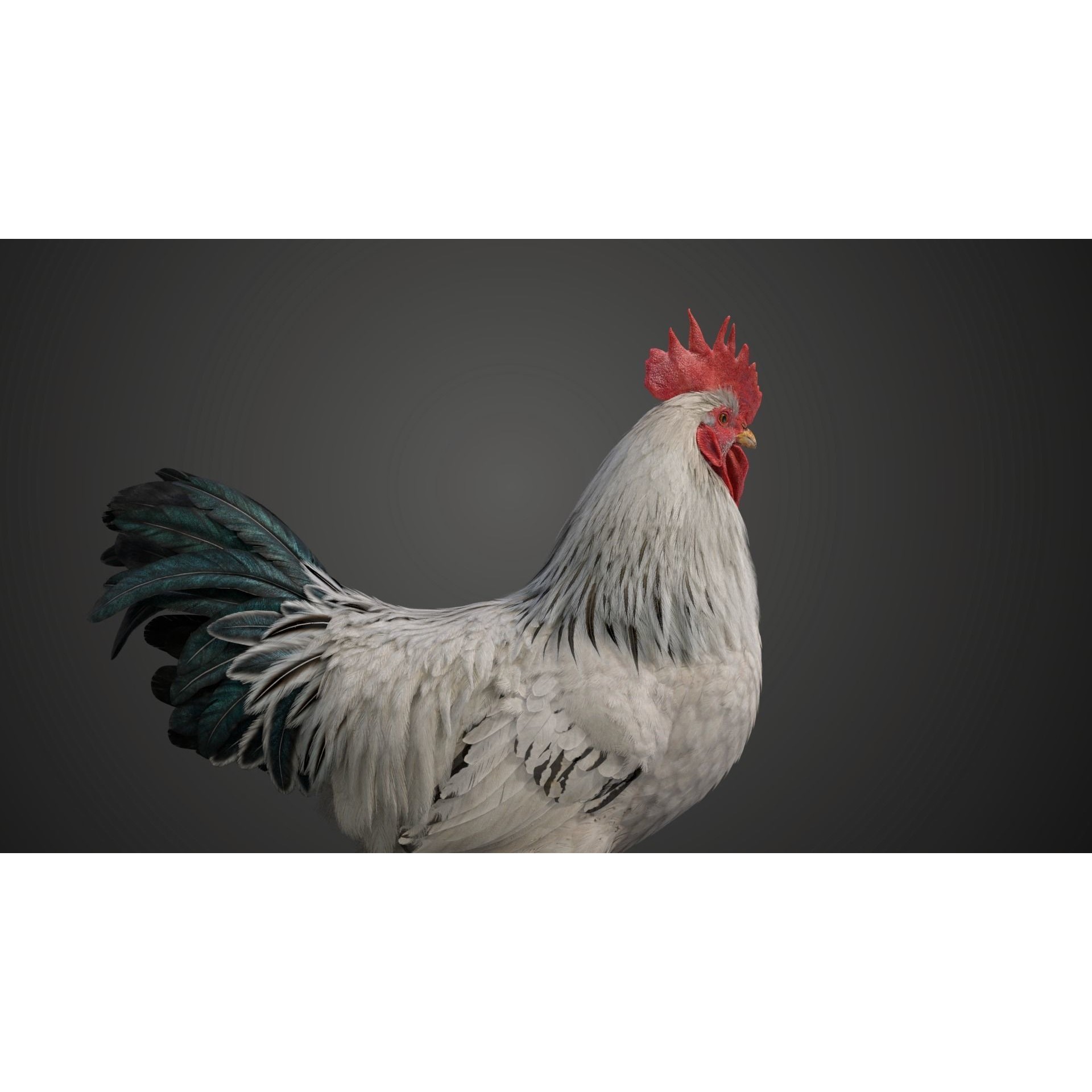 White Chicken 3D Model – Animated Rigged Bird Asset for Blender - View 17