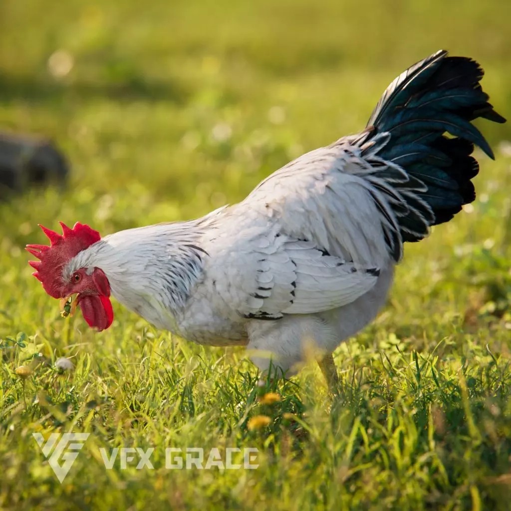 White Chicken 3D Model – Animated Rigged Bird Asset for Blender - View 2