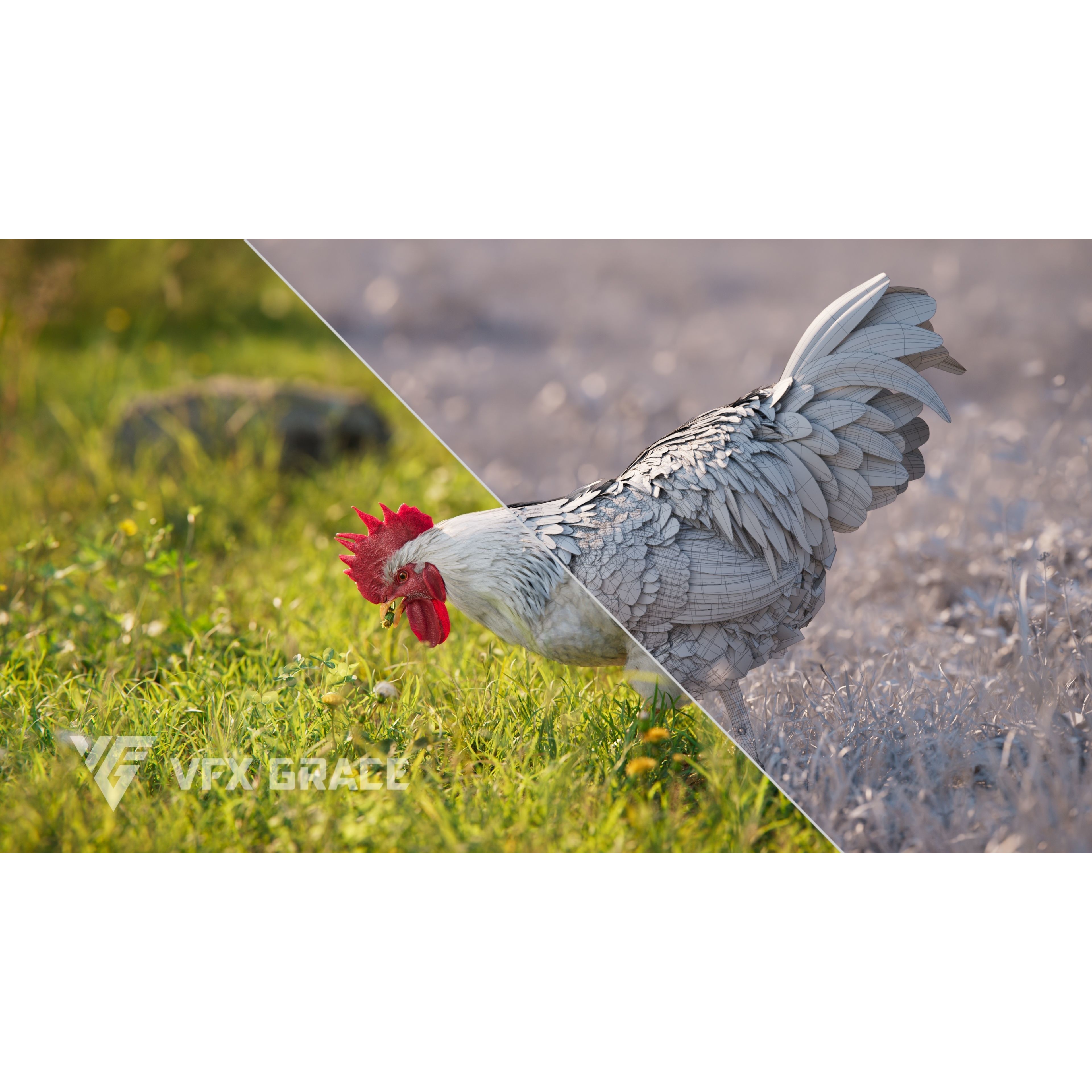 White Chicken 3D Model – Animated Rigged Bird Asset for Blender - View 3