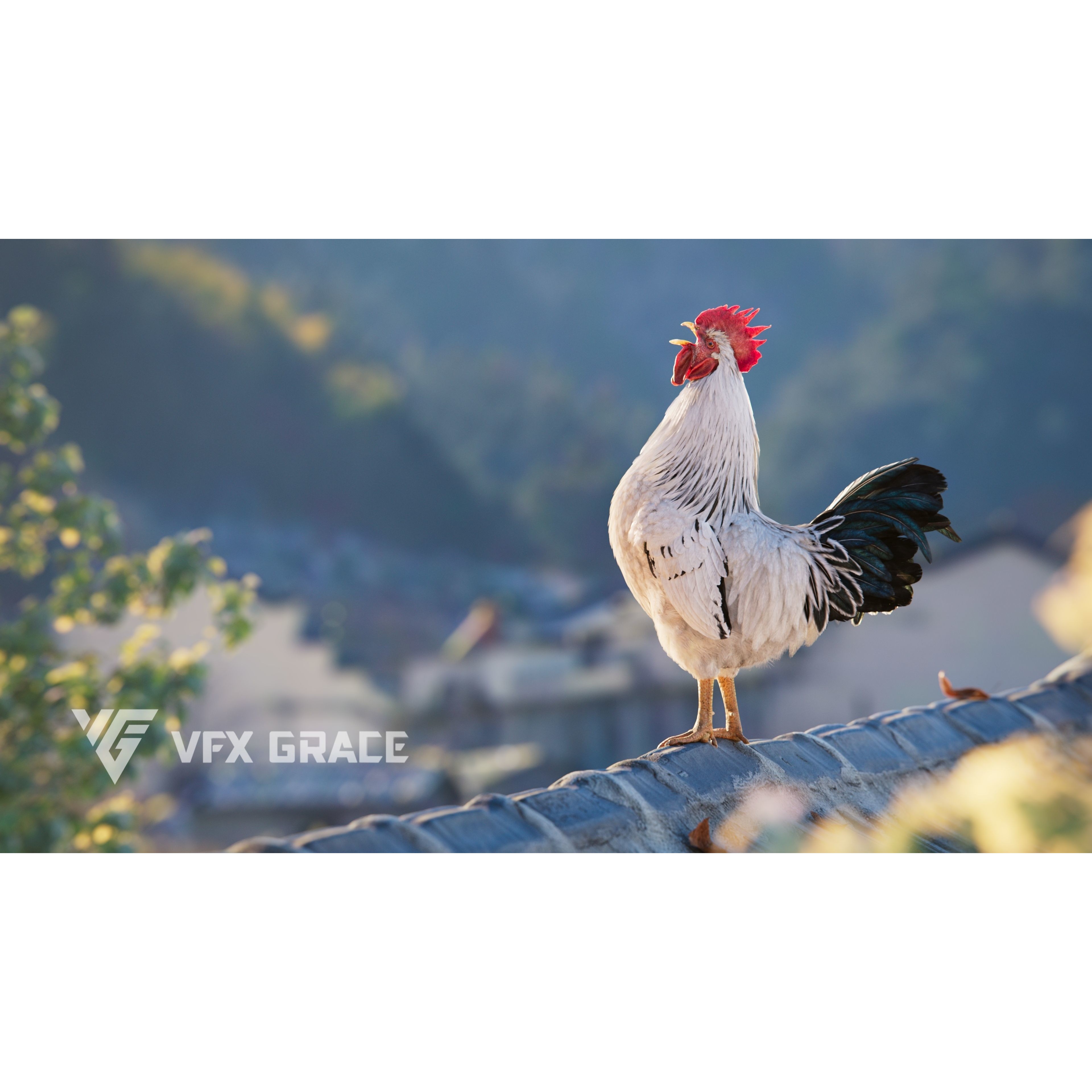 White Chicken 3D Model – Animated Rigged Bird Asset for Blender - View 4