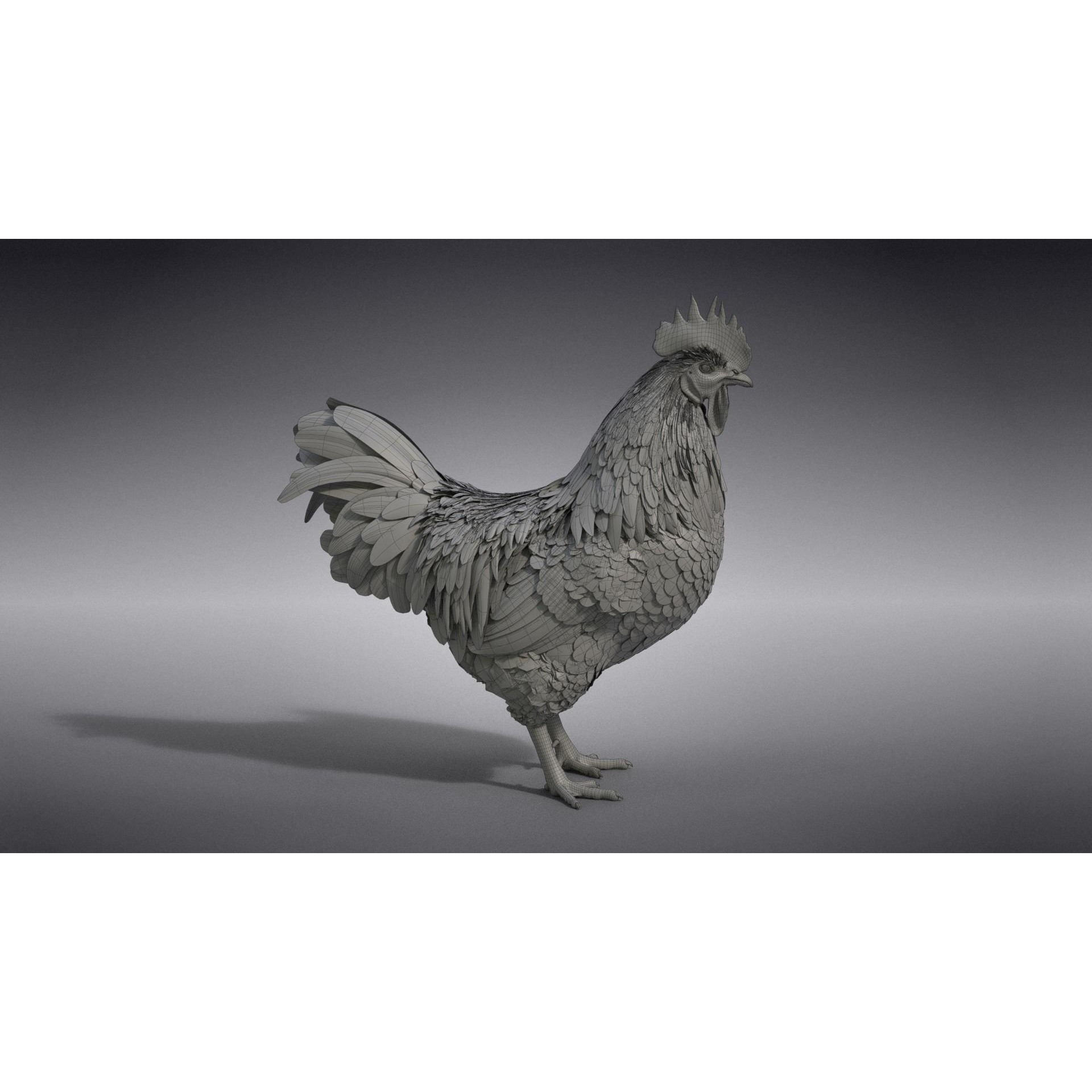 White Chicken 3D Model – Animated Rigged Bird Asset for Blender - View 49