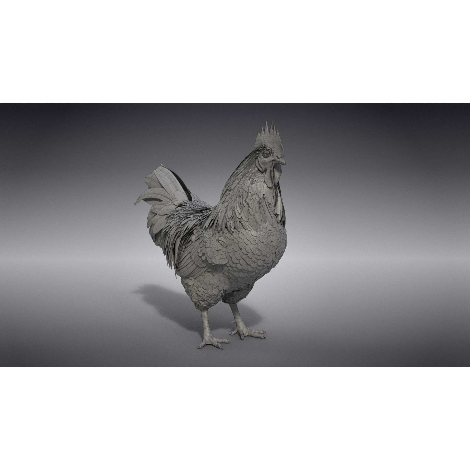 White Chicken 3D Model – Animated Rigged Bird Asset for Blender - View 51