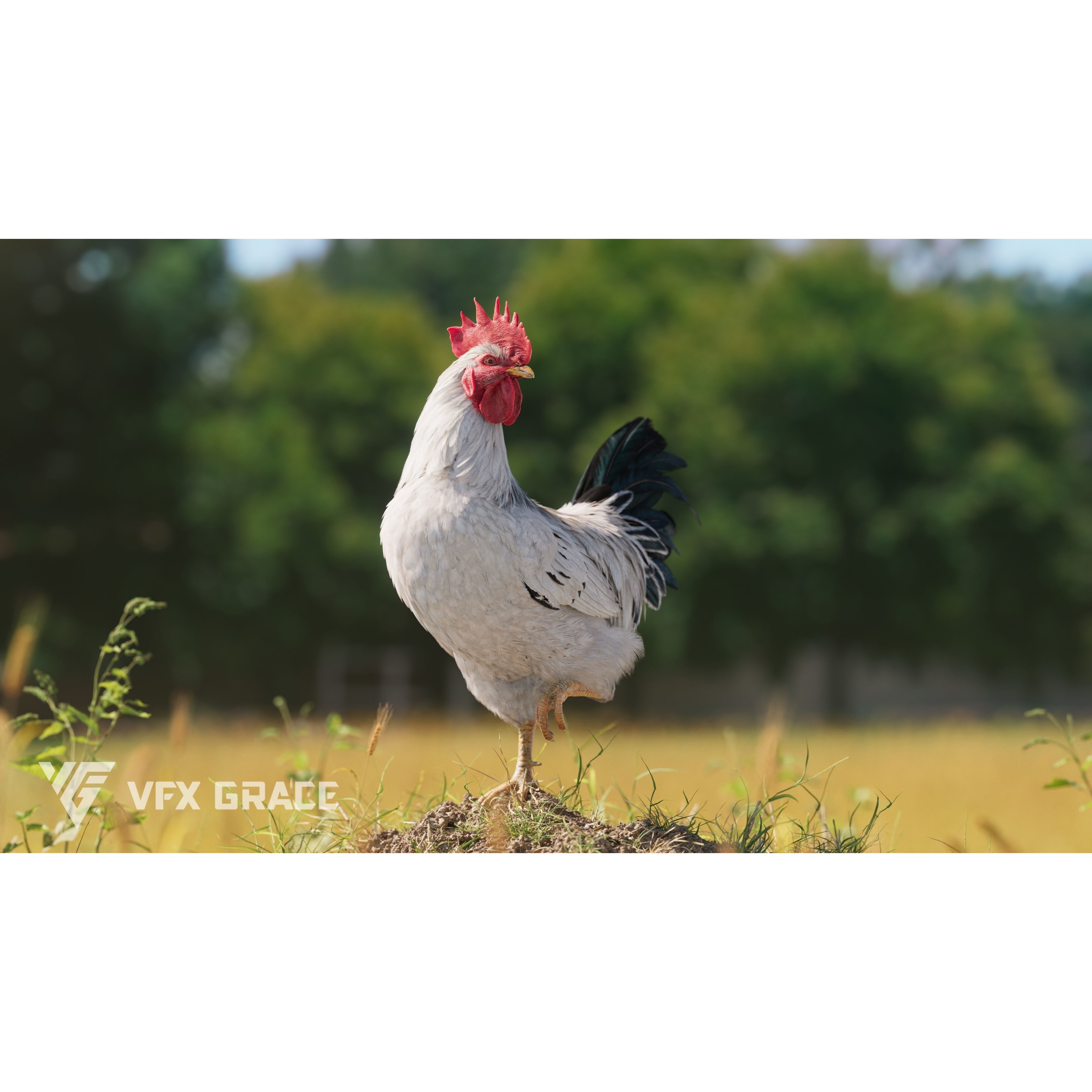 White Chicken 3D Model – Animated Rigged Bird Asset for Blender - View 6