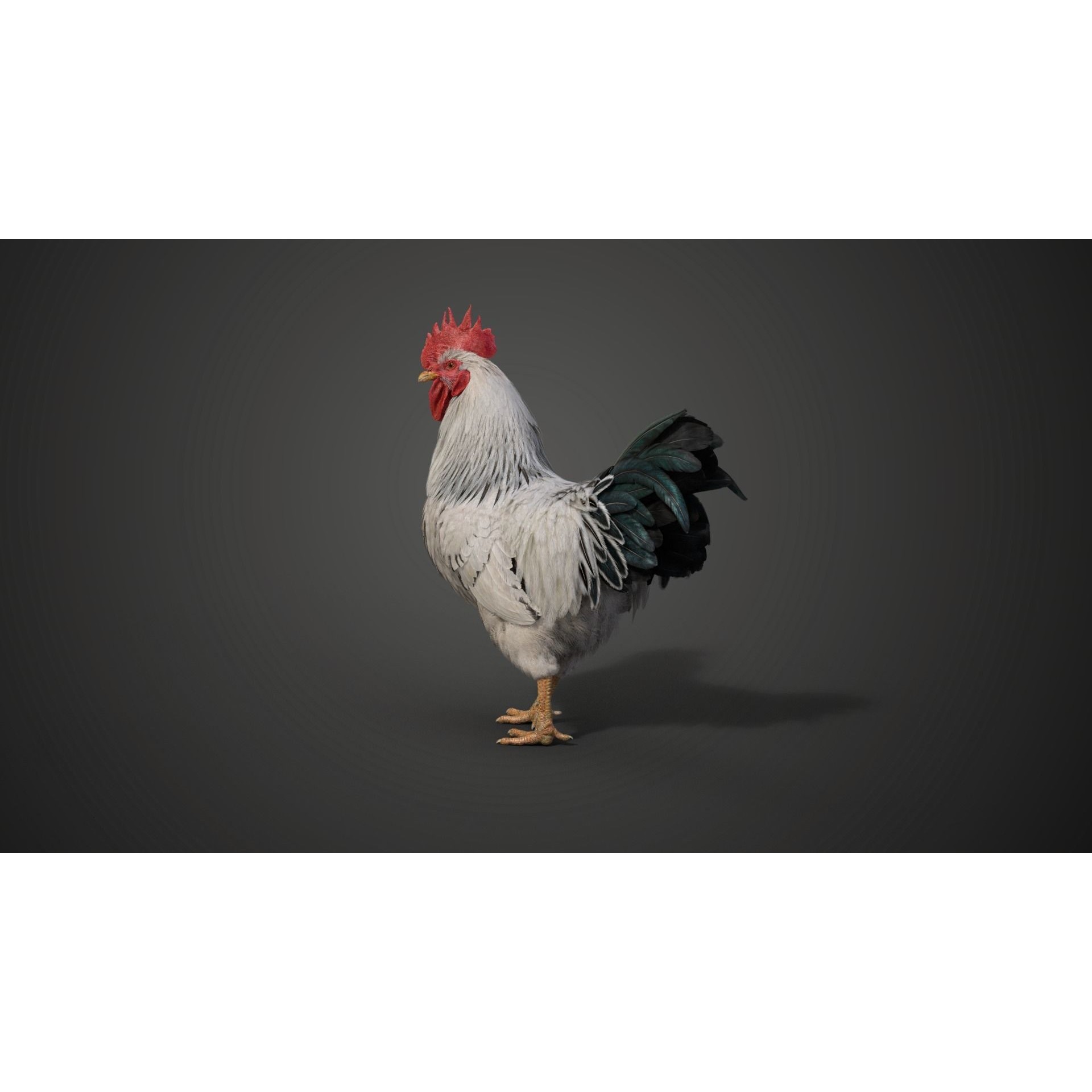 White Chicken 3D Model – Animated Rigged Bird Asset for Blender - View 8