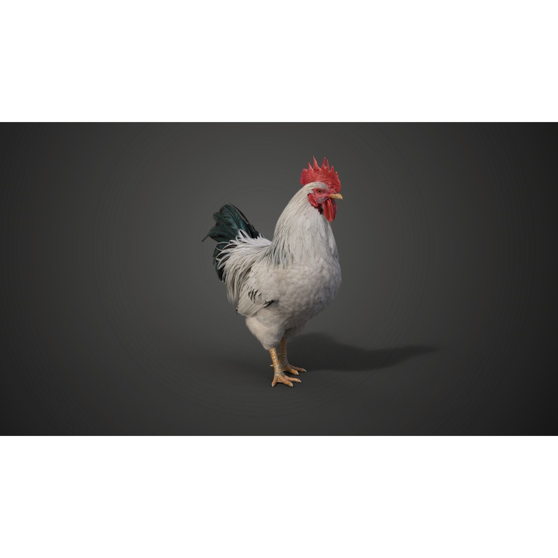 White Chicken 3D Model – Animated Rigged Bird Asset for Blender - View 9