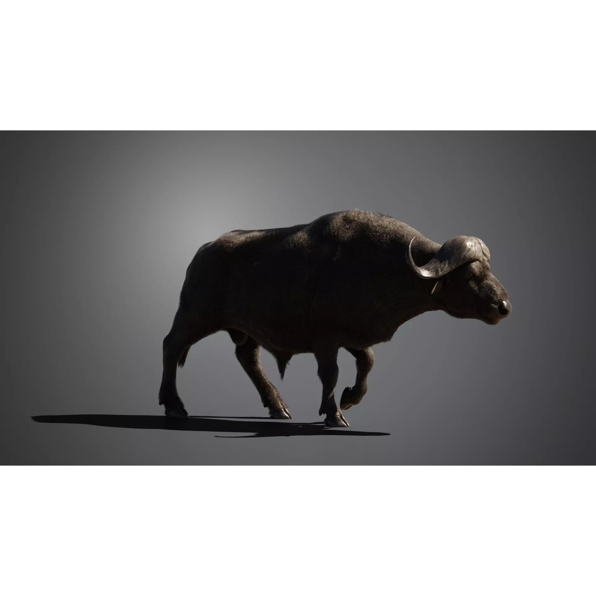 African Buffalo 3D Model – Animated Rigged PBR Asset, Blender & FBX - View 10