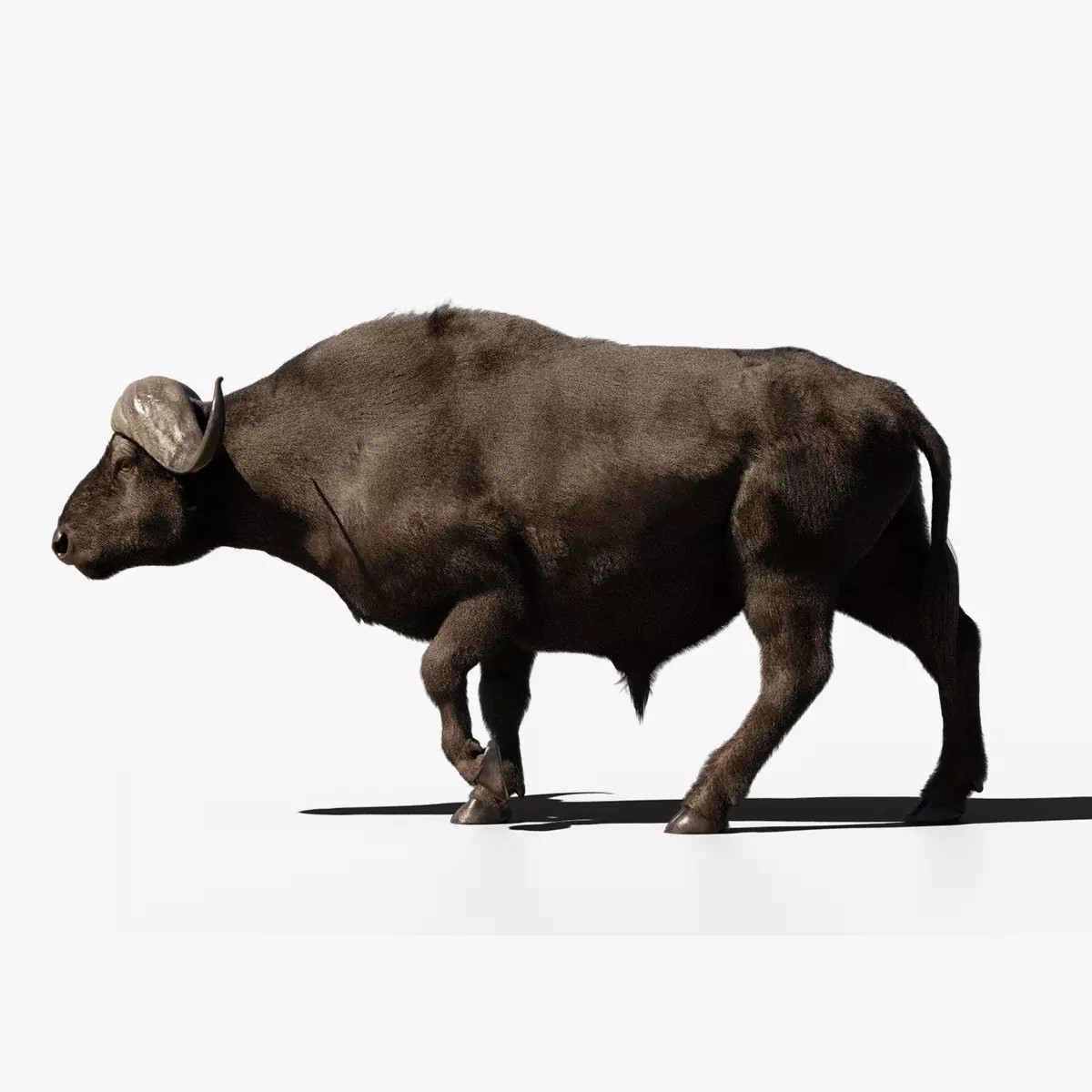 African Buffalo 3D Model – Animated Rigged PBR Asset, Blender & FBX - View 2