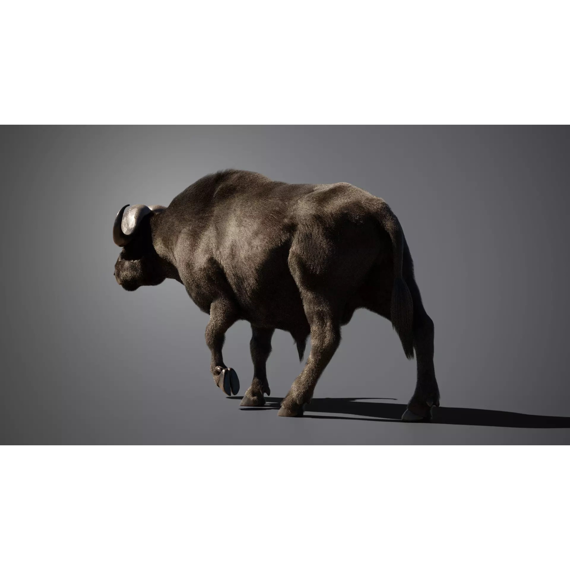 African Buffalo 3D Model – Animated Rigged PBR Asset, Blender & FBX - View 3