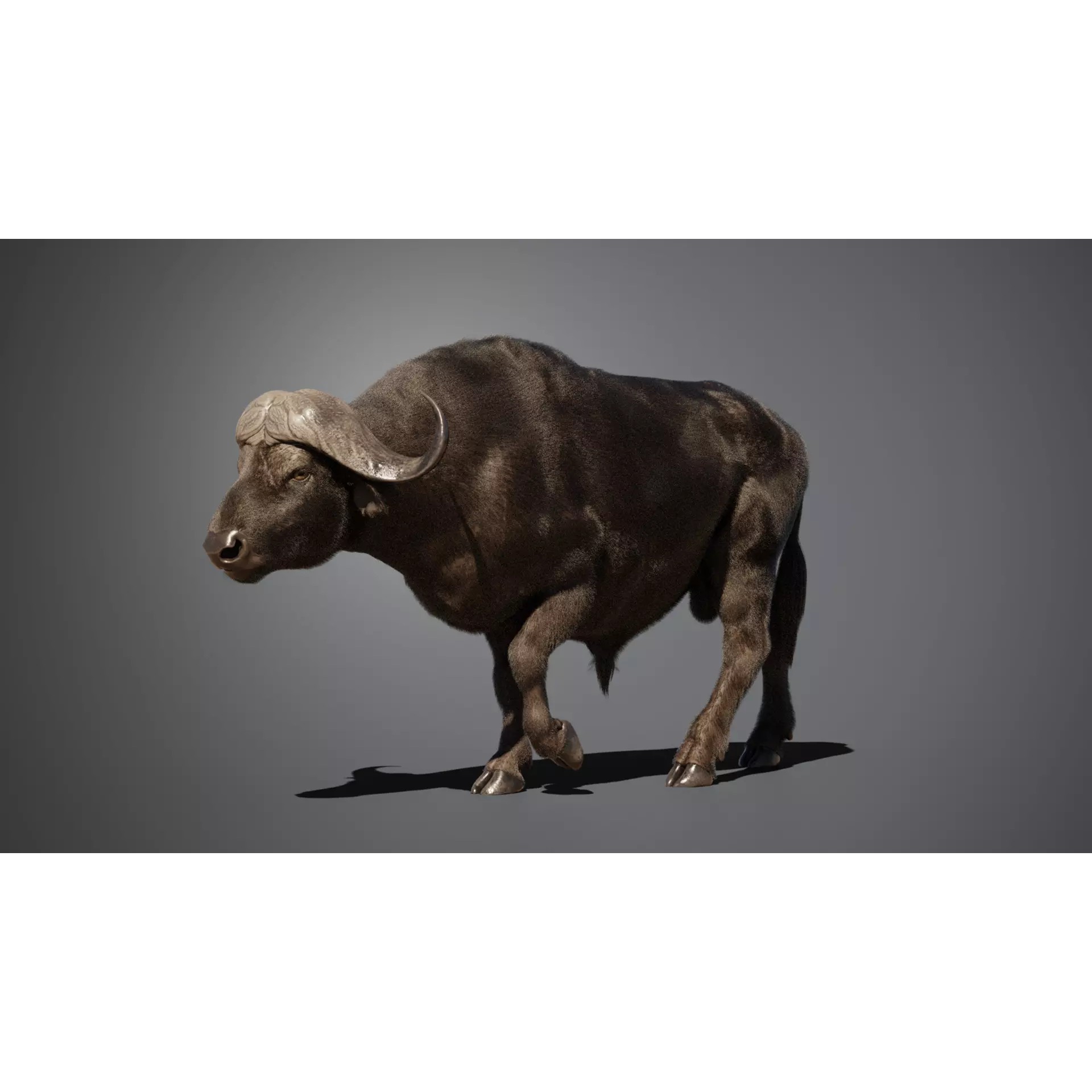 African Buffalo 3D Model – Animated Rigged PBR Asset, Blender & FBX - View 4