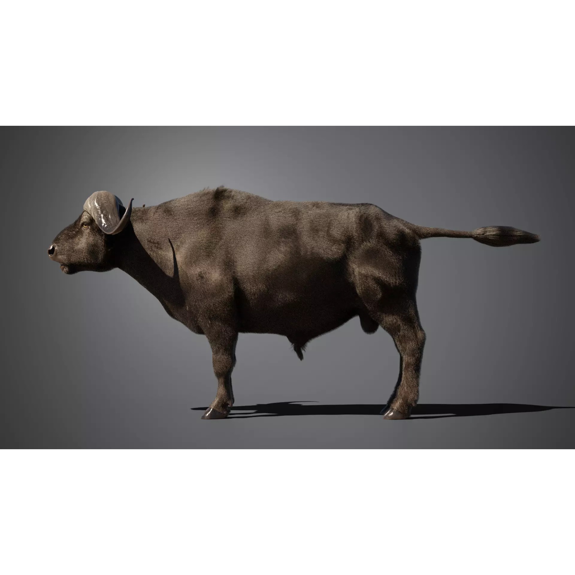 African Buffalo 3D Model – Animated Rigged PBR Asset, Blender & FBX - View 5