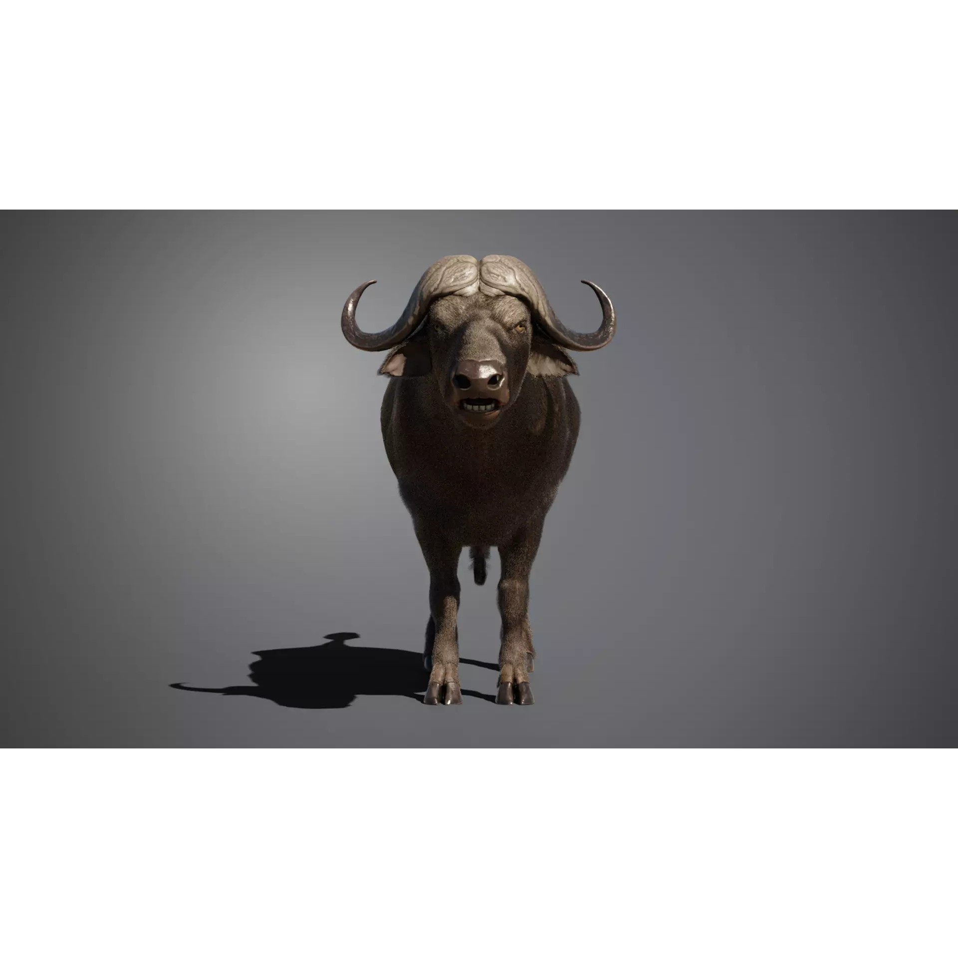 African Buffalo 3D Model – Animated Rigged PBR Asset, Blender & FBX - View 6