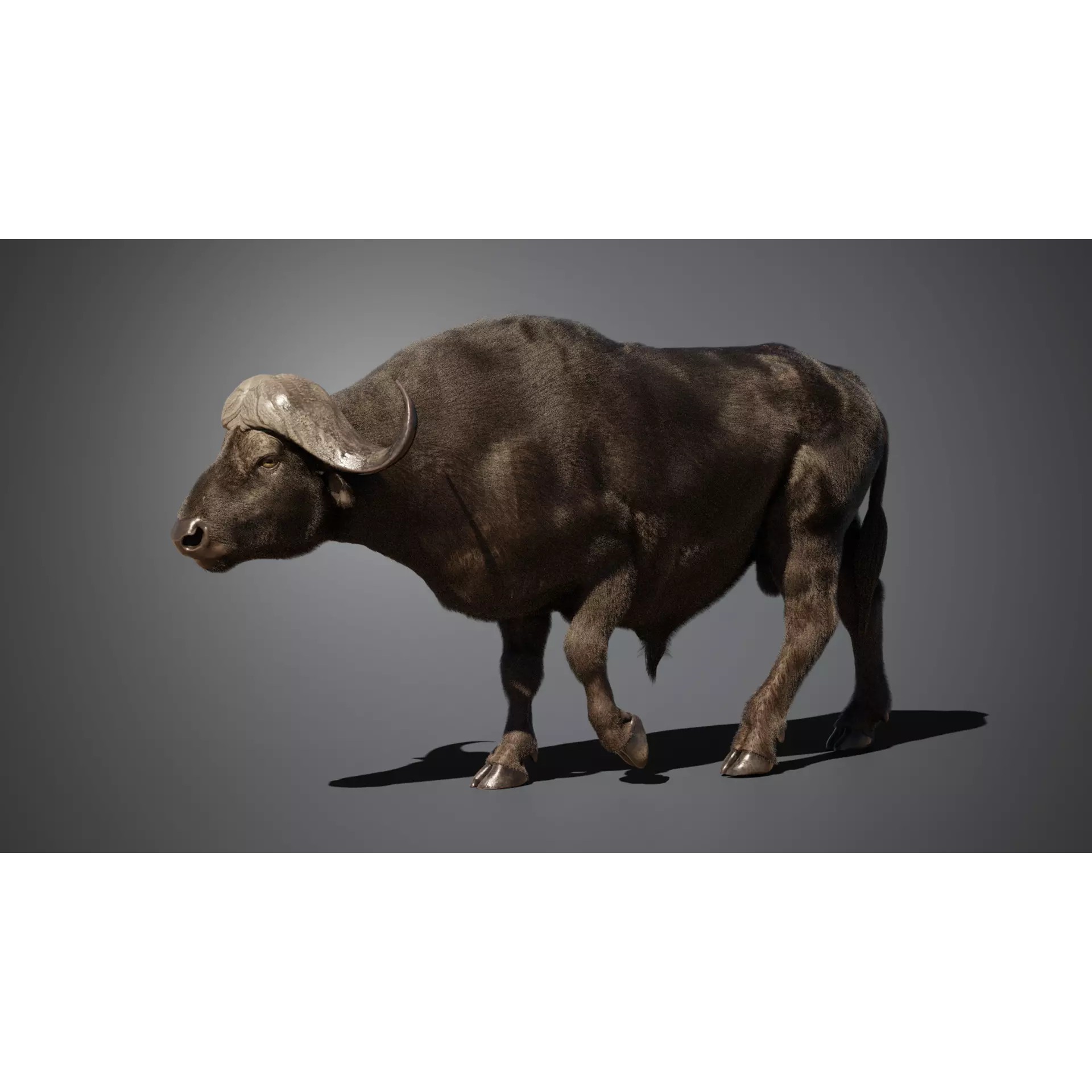 African Buffalo 3D Model – Animated Rigged PBR Asset, Blender & FBX - View 7