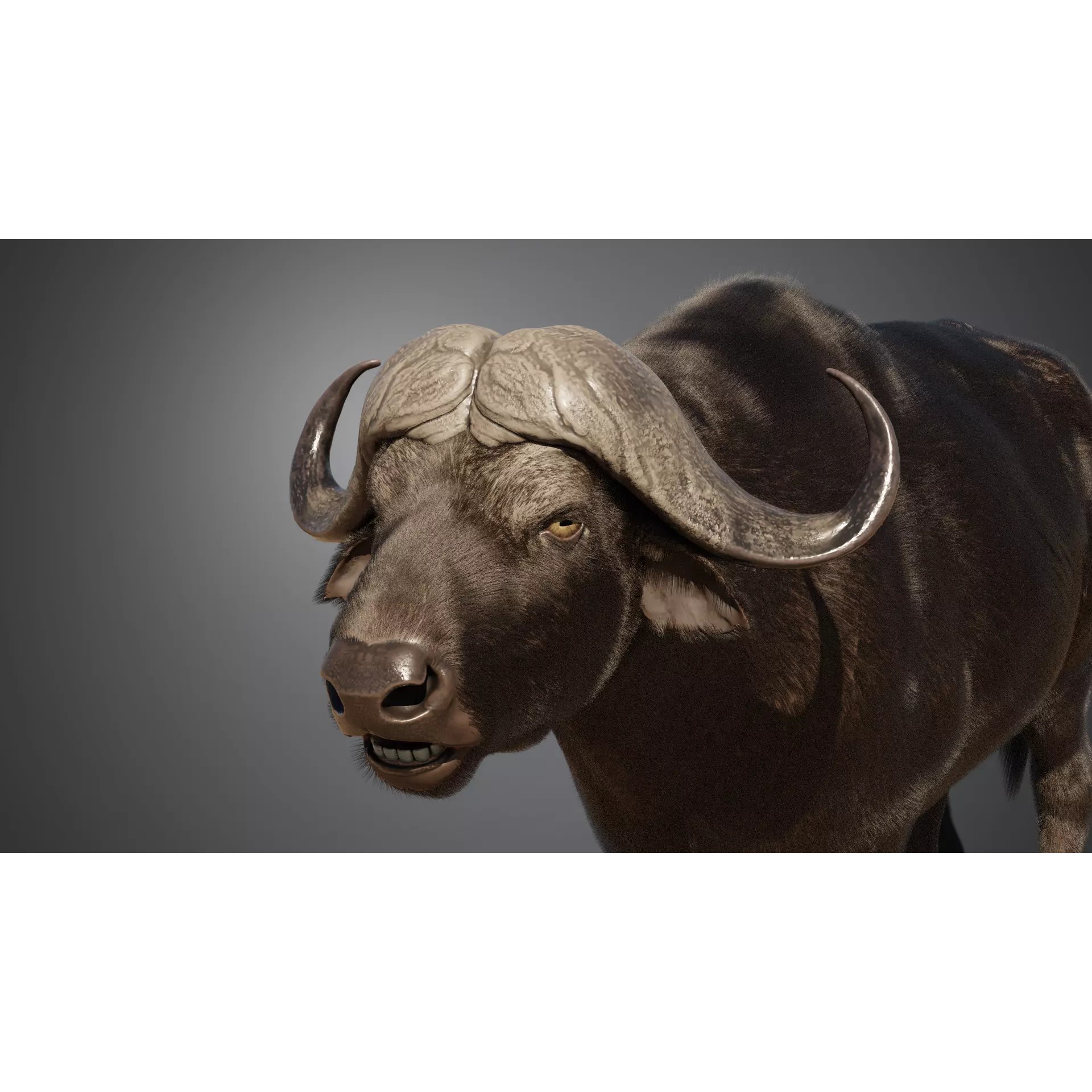 African Buffalo 3D Model – Animated Rigged PBR Asset, Blender & FBX - View 8