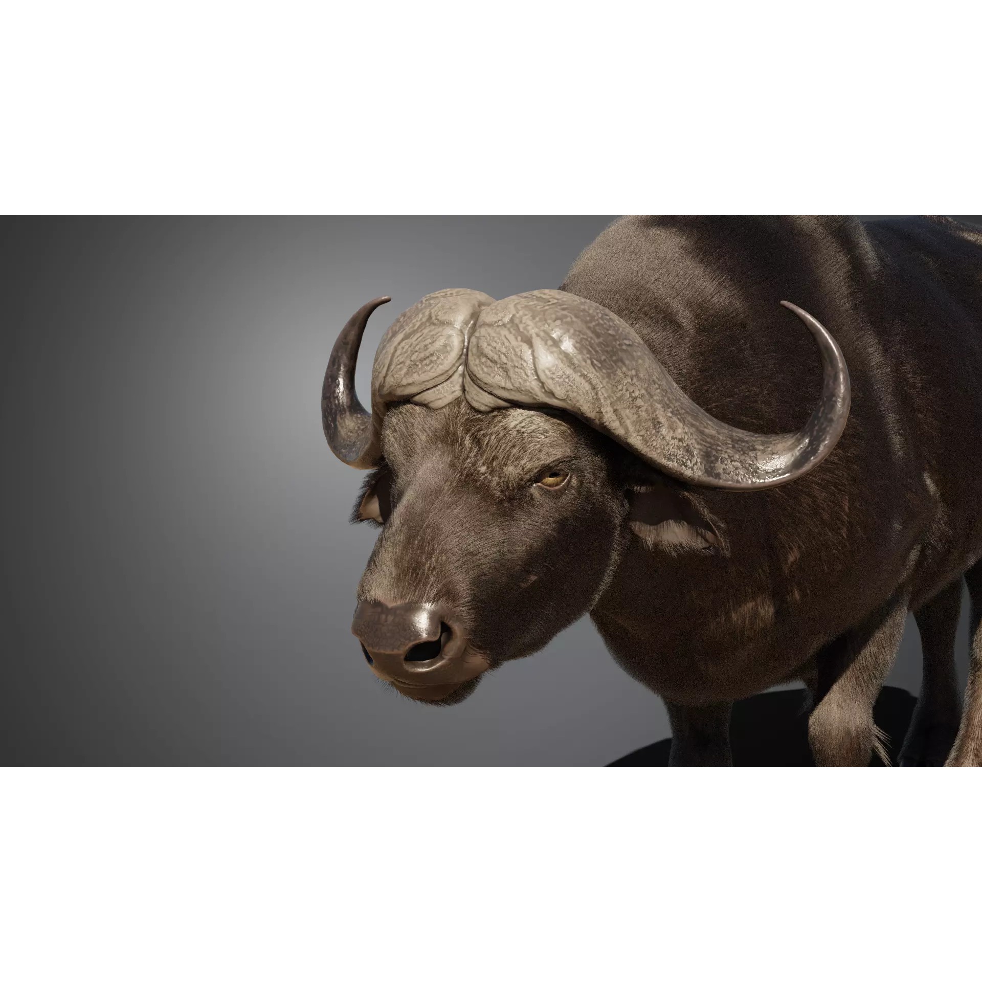 African Buffalo 3D Model – Animated Rigged PBR Asset, Blender & FBX - View 9