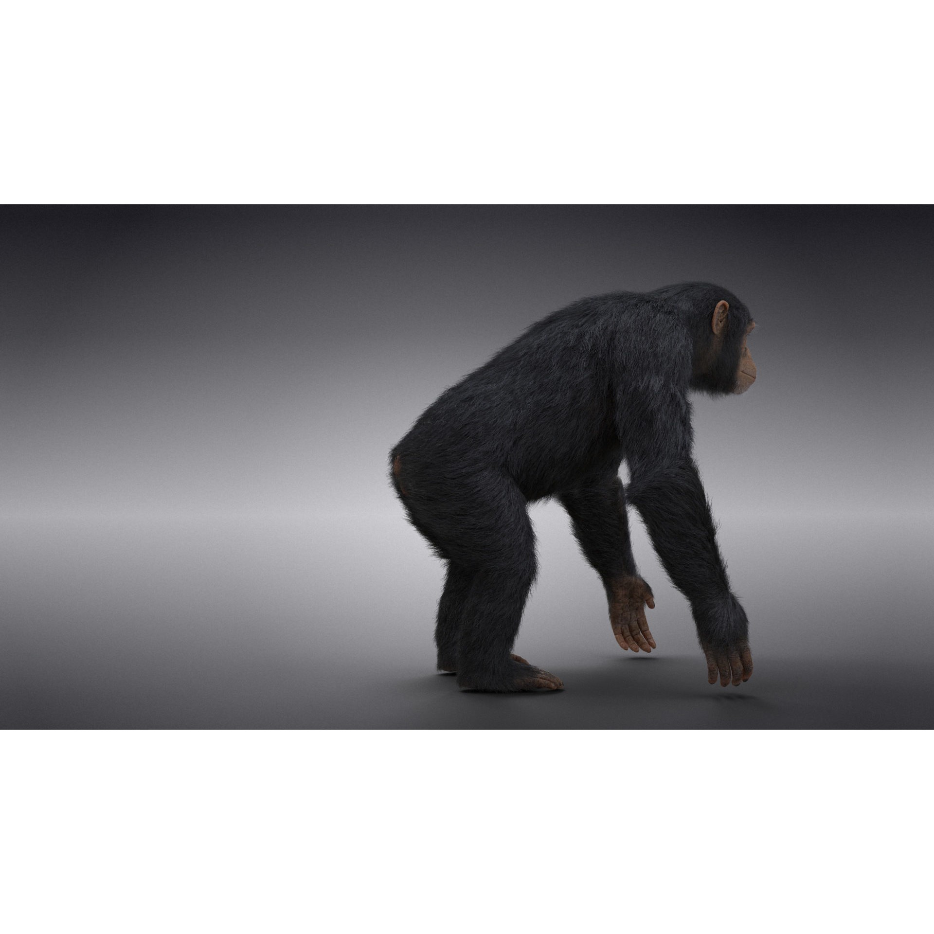 Chimpanzee 3D Model – Animated Rigged Character with Textures, Blender - View 10