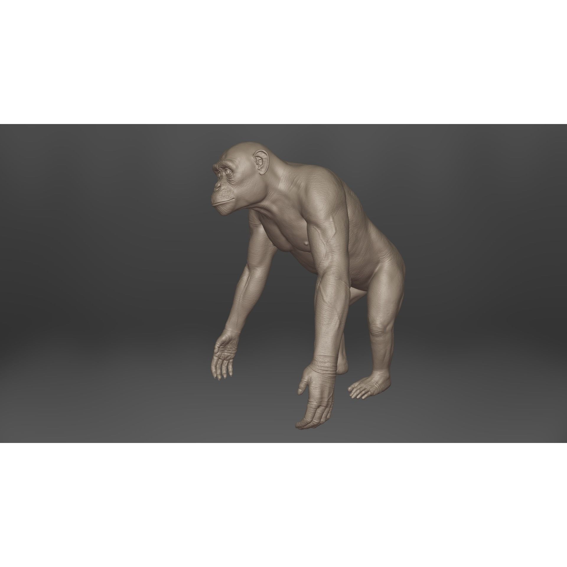 Chimpanzee 3D Model – Animated Rigged Character with Textures, Blender - View 12