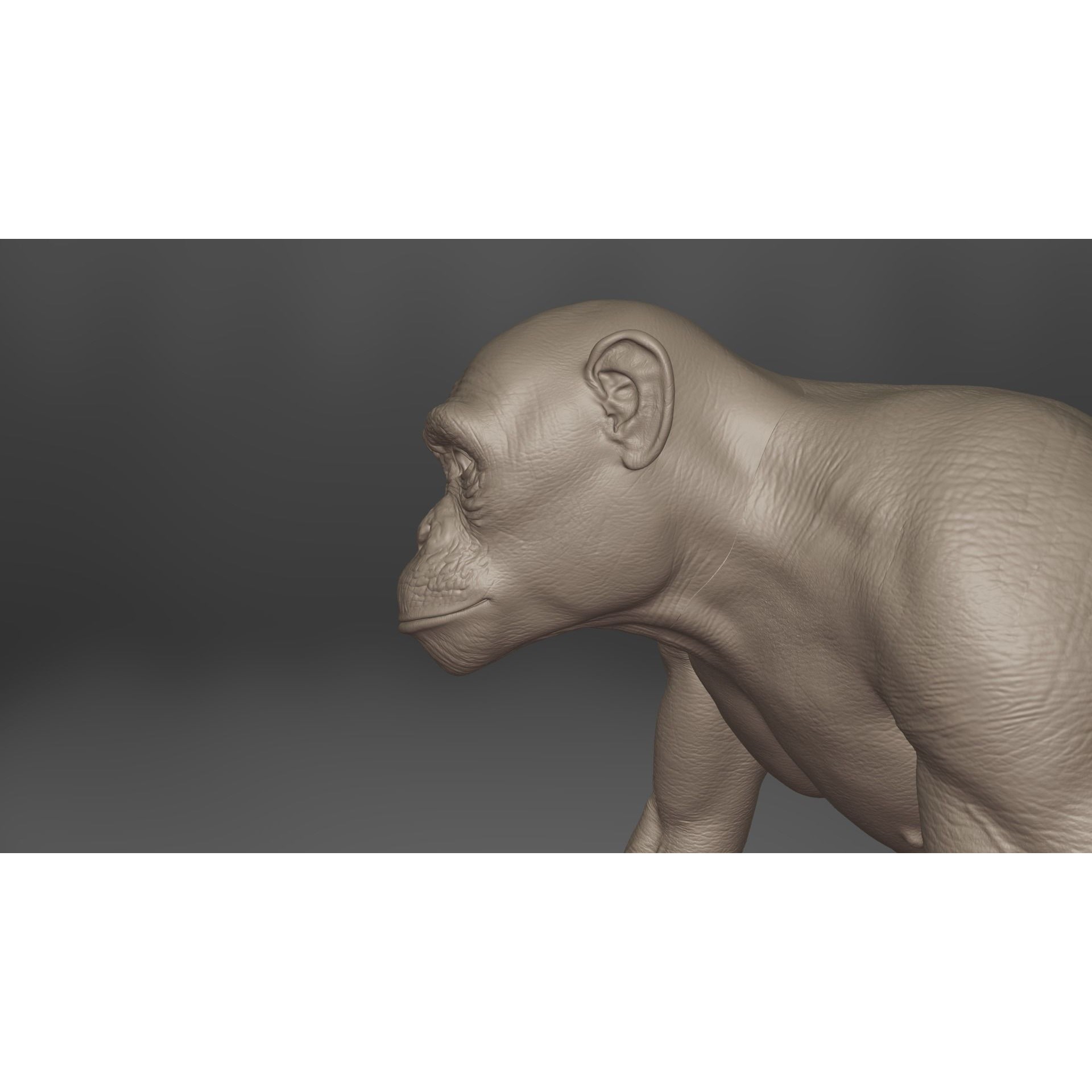 Chimpanzee 3D Model – Animated Rigged Character with Textures, Blender - View 13