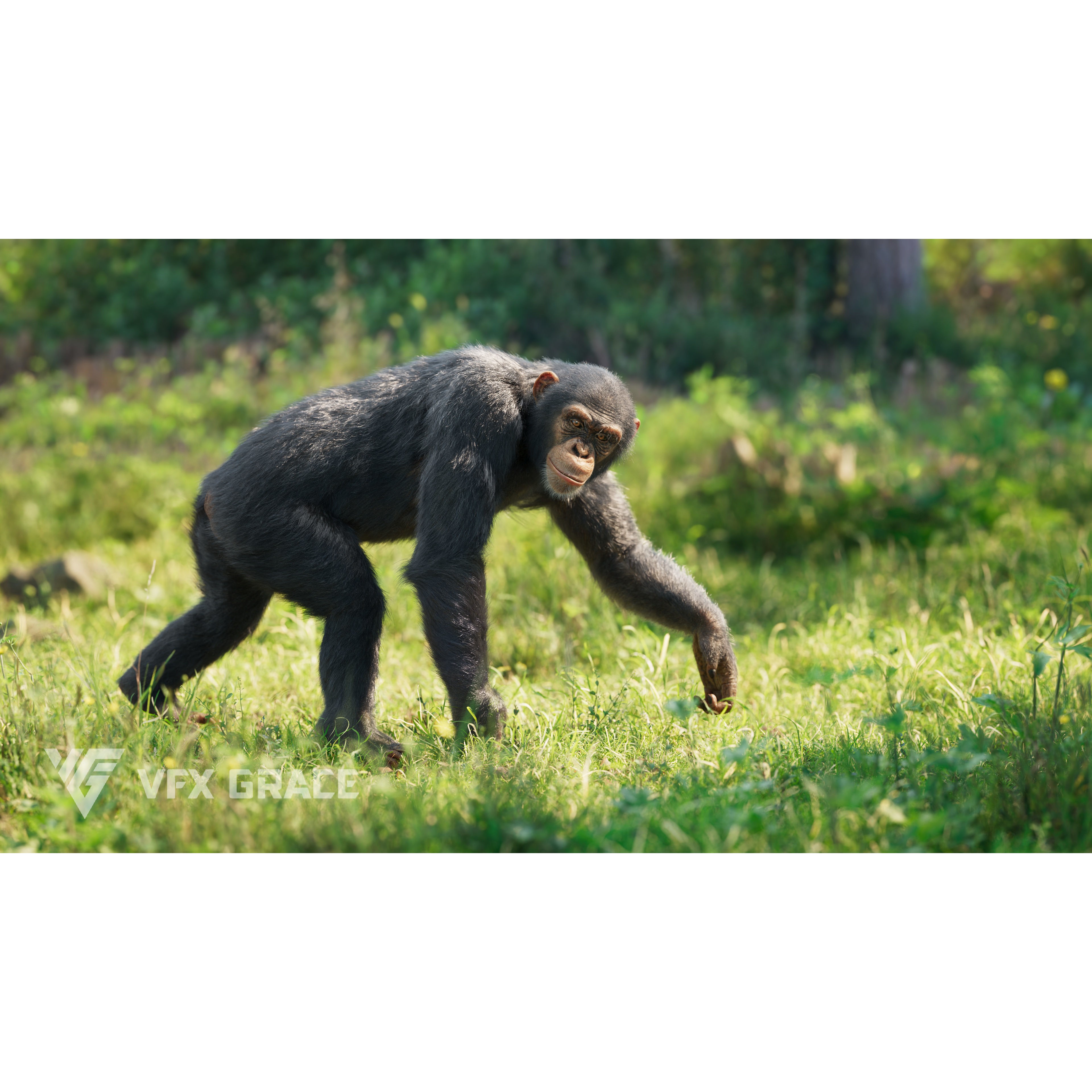 Chimpanzee 3D Model – Animated Rigged Character with Textures, Blender - View 3