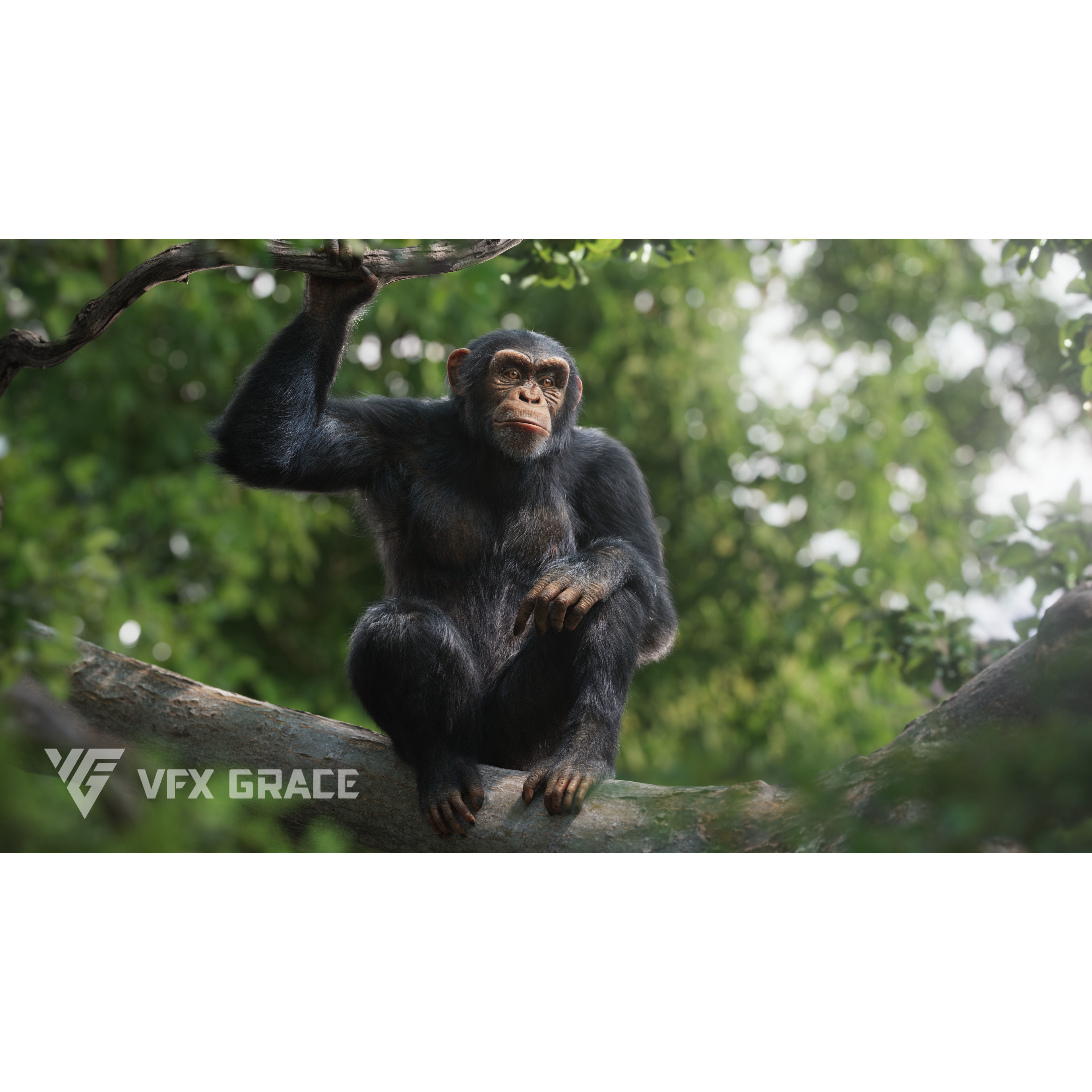 Chimpanzee 3D Model – Animated Rigged Character with Textures, Blender - View 4