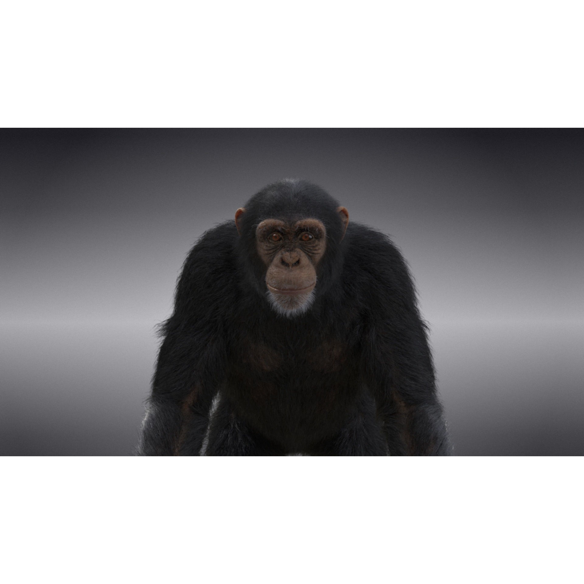 Chimpanzee 3D Model – Animated Rigged Character with Textures, Blender - View 5
