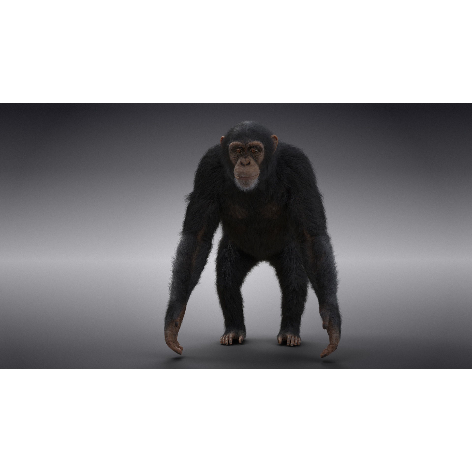 Chimpanzee 3D Model – Animated Rigged Character with Textures, Blender - View 6