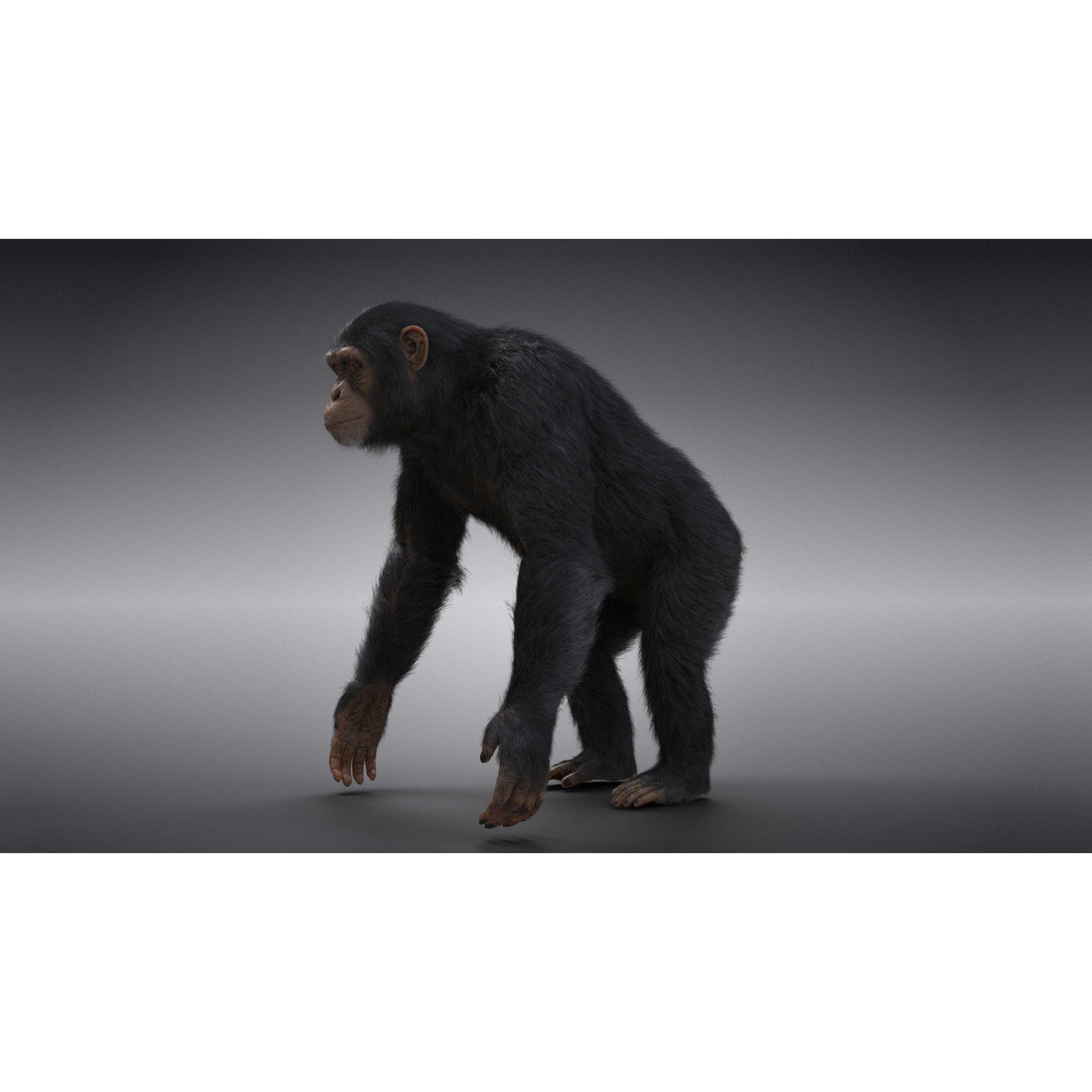 Chimpanzee 3D Model – Animated Rigged Character with Textures, Blender - View 7