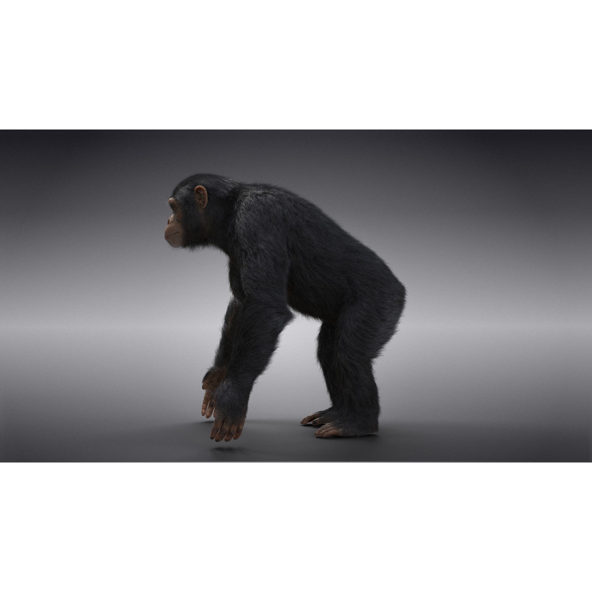 Chimpanzee 3D Model – Animated Rigged Character with Textures, Blender - View 8