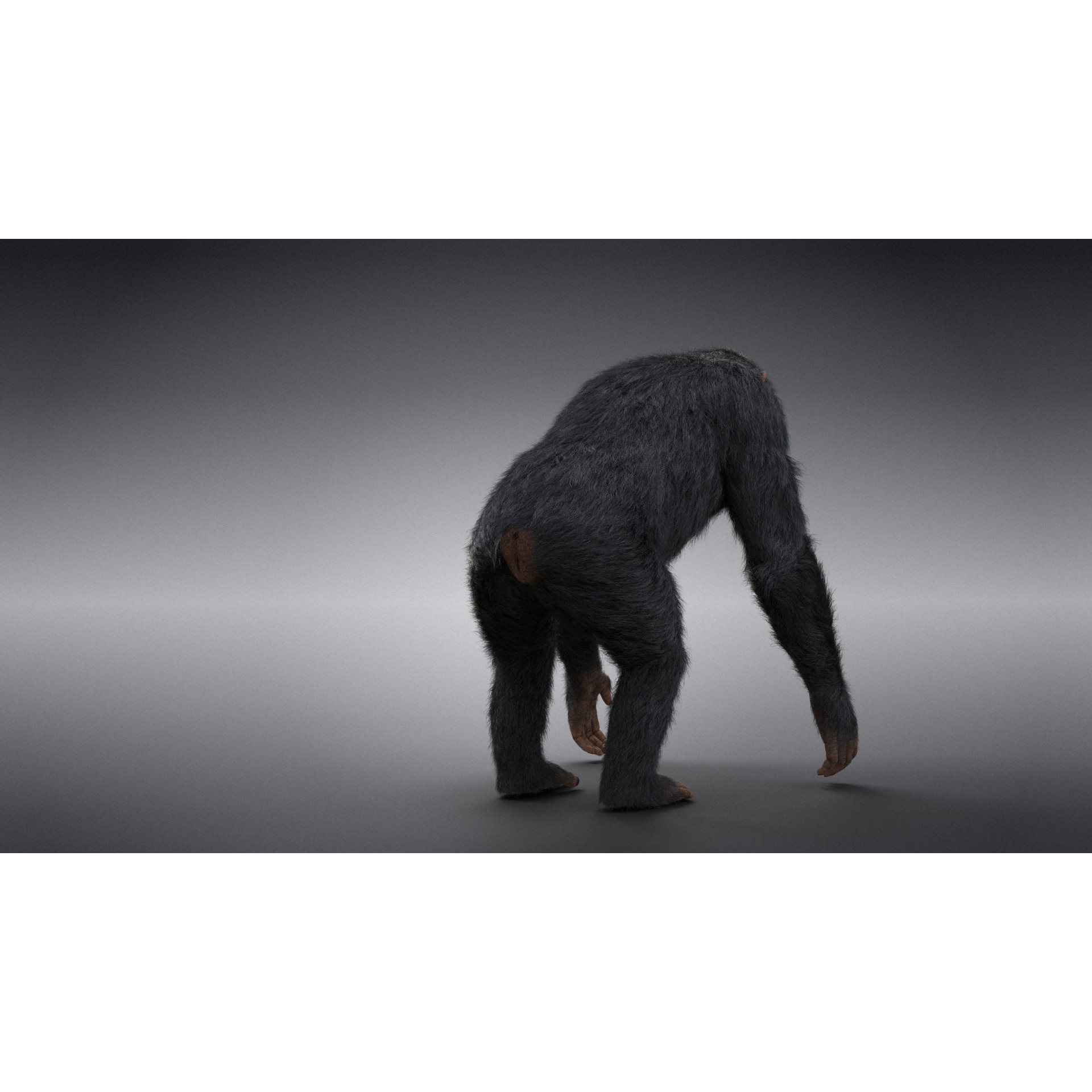 Chimpanzee 3D Model – Animated Rigged Character with Textures, Blender - View 9