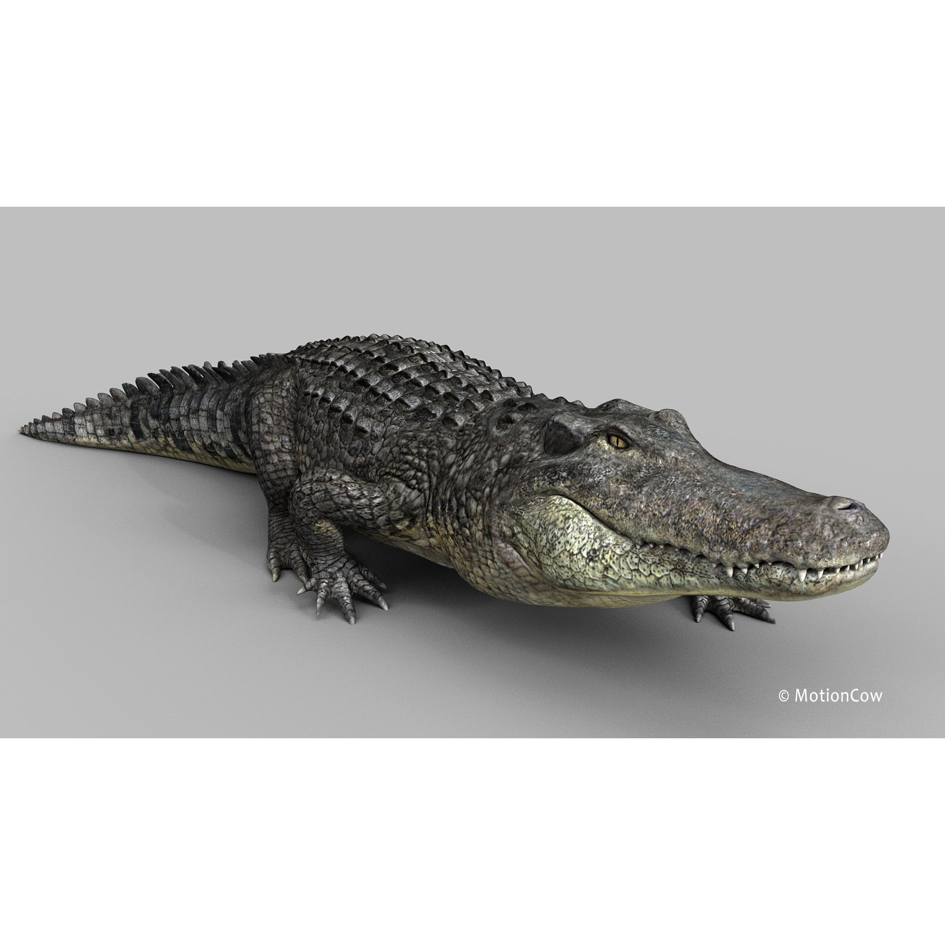 Alligator 3D Model – Rigged Reptile with Animations, FBX - View 10