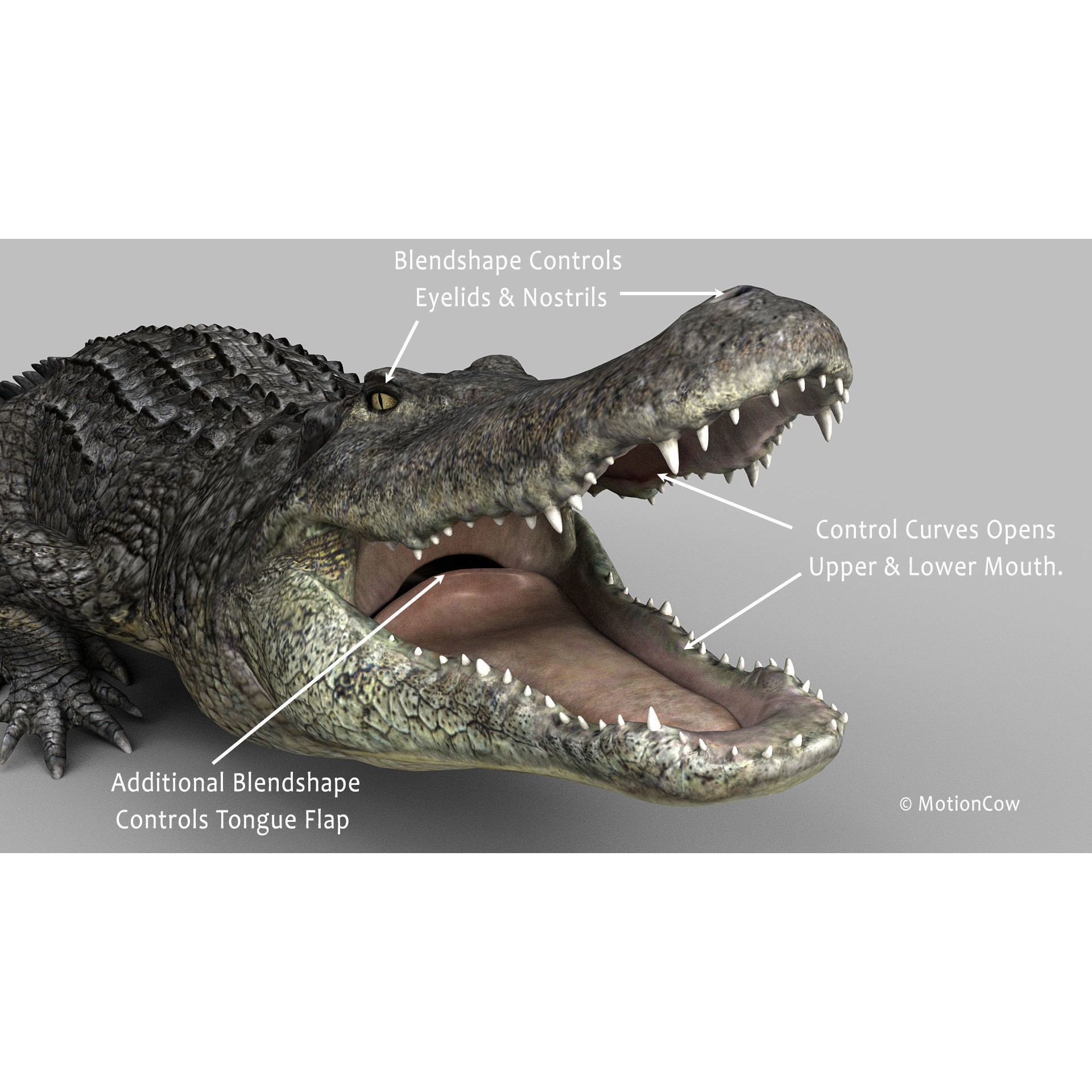 Alligator 3D Model – Rigged Reptile with Animations, FBX - View 11