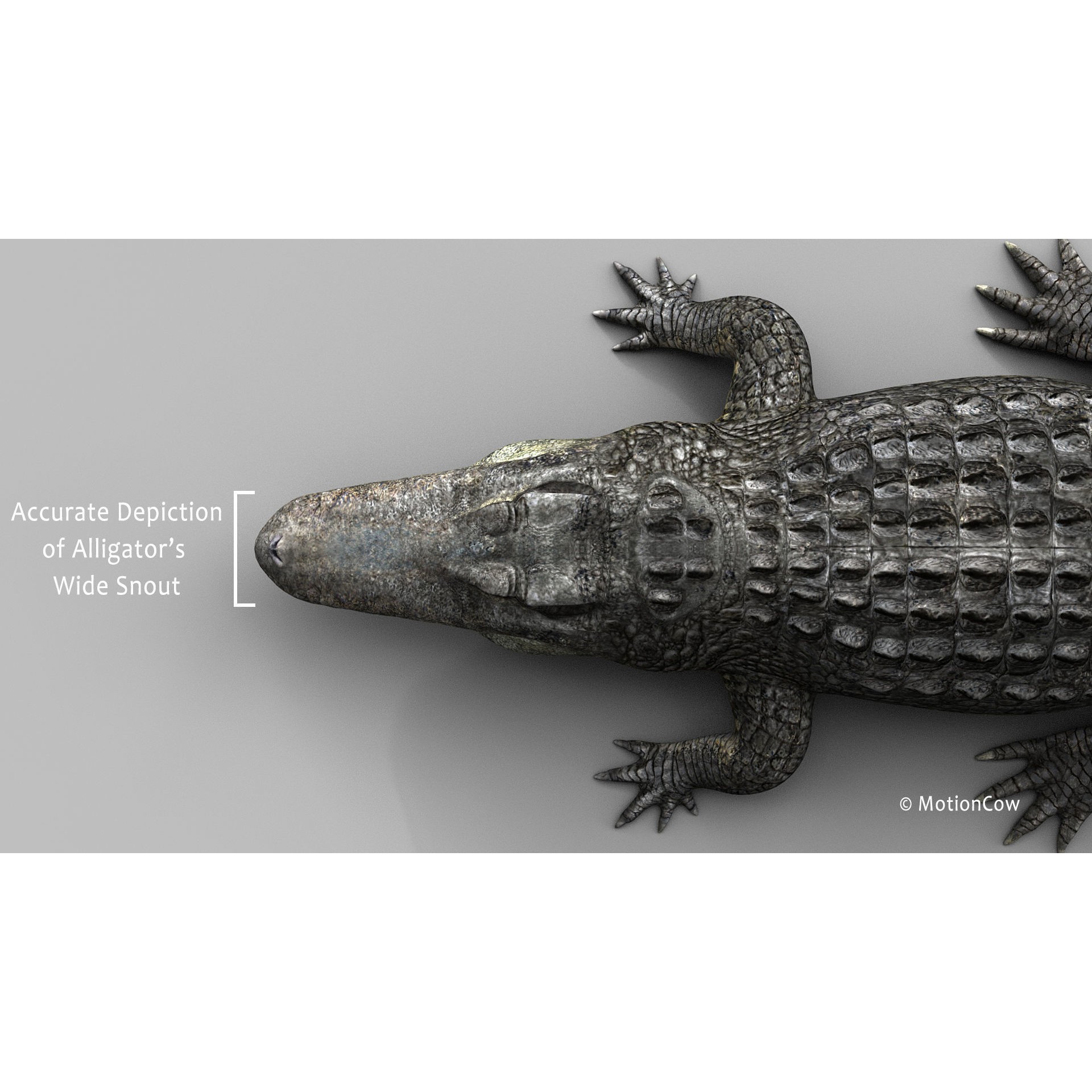 Alligator 3D Model – Rigged Reptile with Animations, FBX - View 12