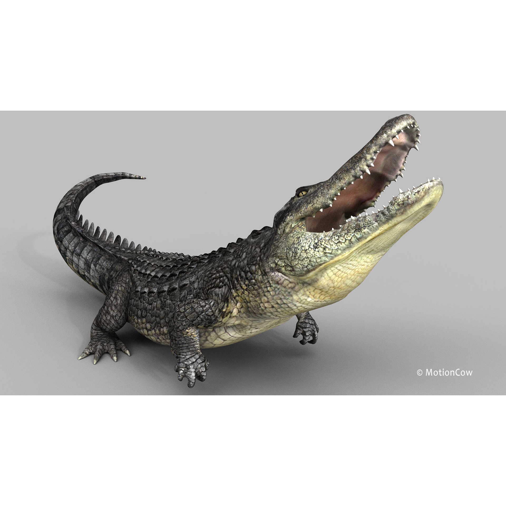 Alligator 3D Model – Rigged Reptile with Animations, FBX - View 13