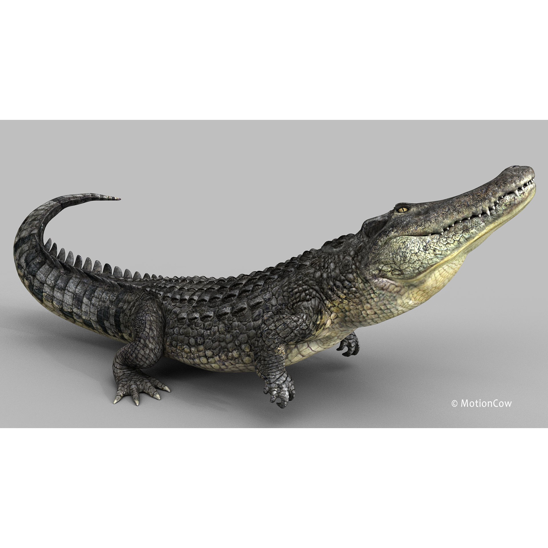 Alligator 3D Model – Rigged Reptile with Animations, FBX - View 14