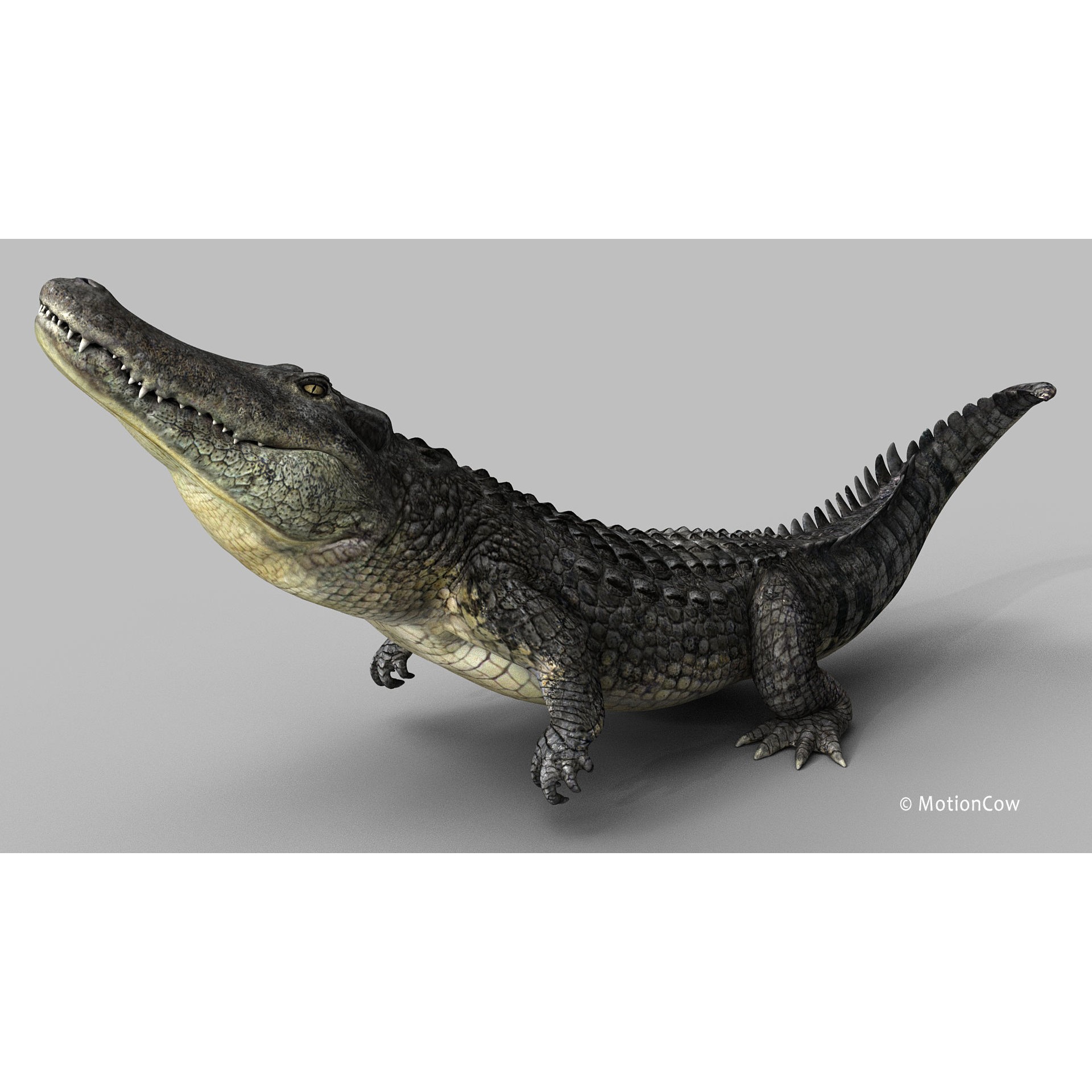 Alligator 3D Model – Rigged Reptile with Animations, FBX - View 15