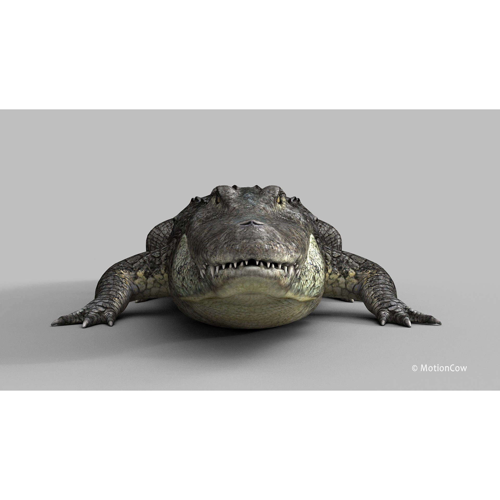 Alligator 3D Model – Rigged Reptile with Animations, FBX - View 18