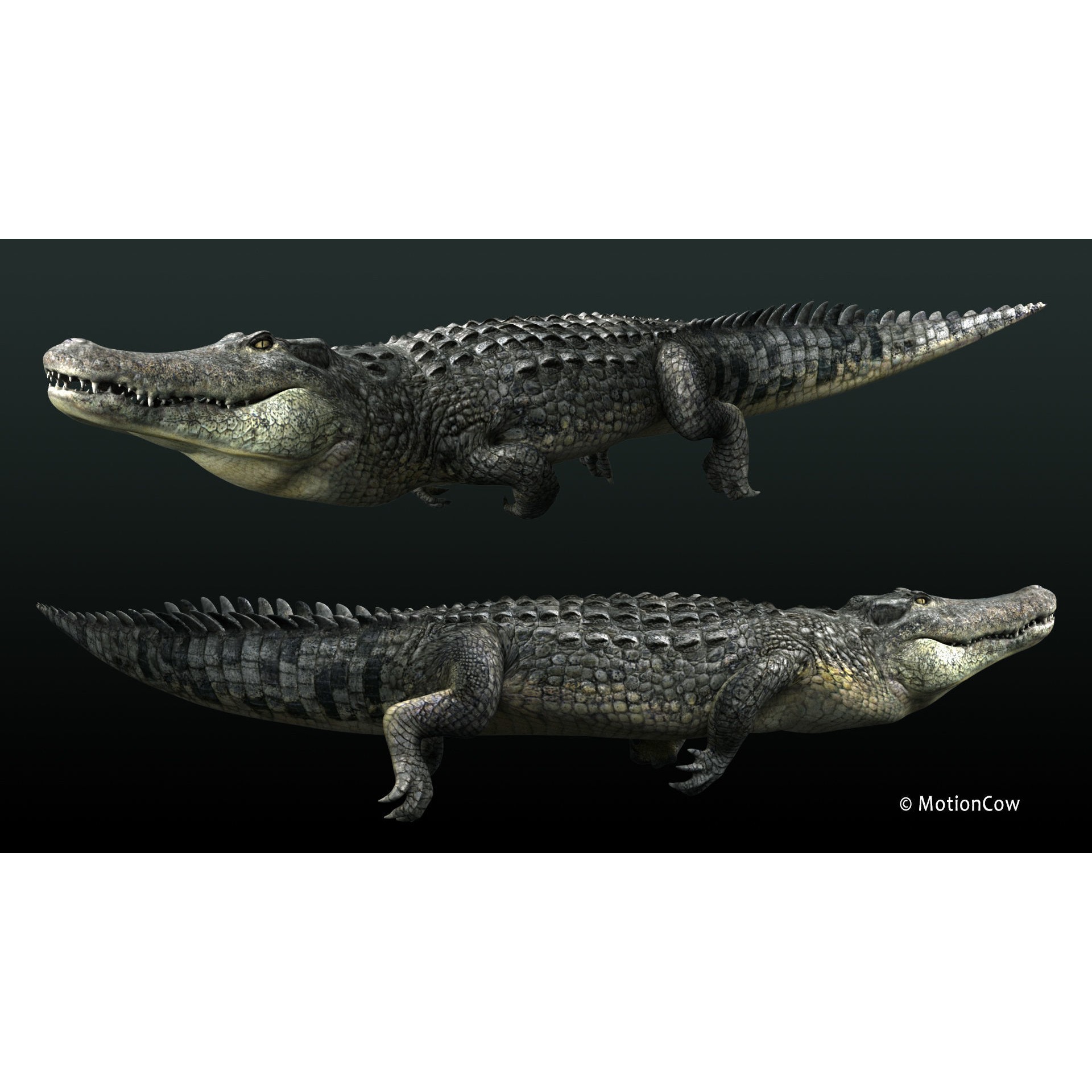 Alligator 3D Model – Rigged Reptile with Animations, FBX - View 20